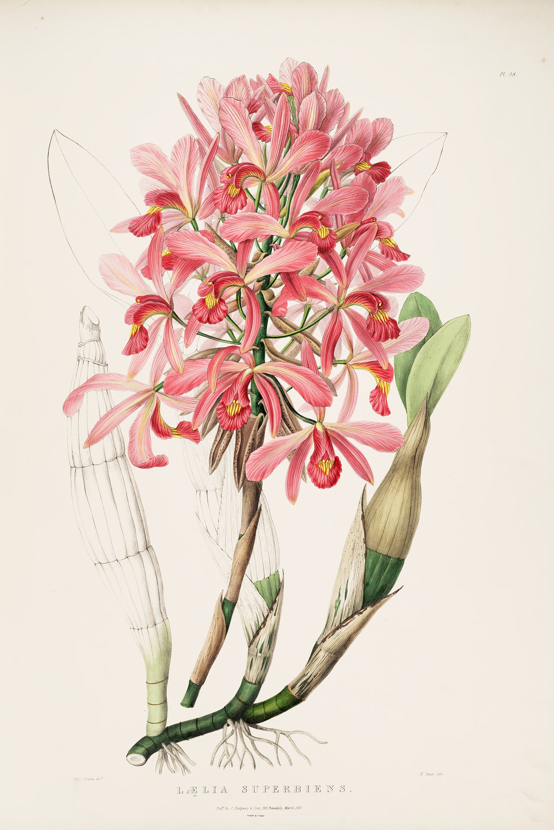 Imagem de referência relacionada a Laelia, item descrito como género de plantas