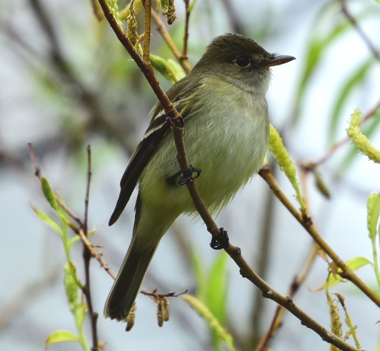Imagem de referência de Empidonax flaviventris, descrito nos dados abertos como espécie de ave