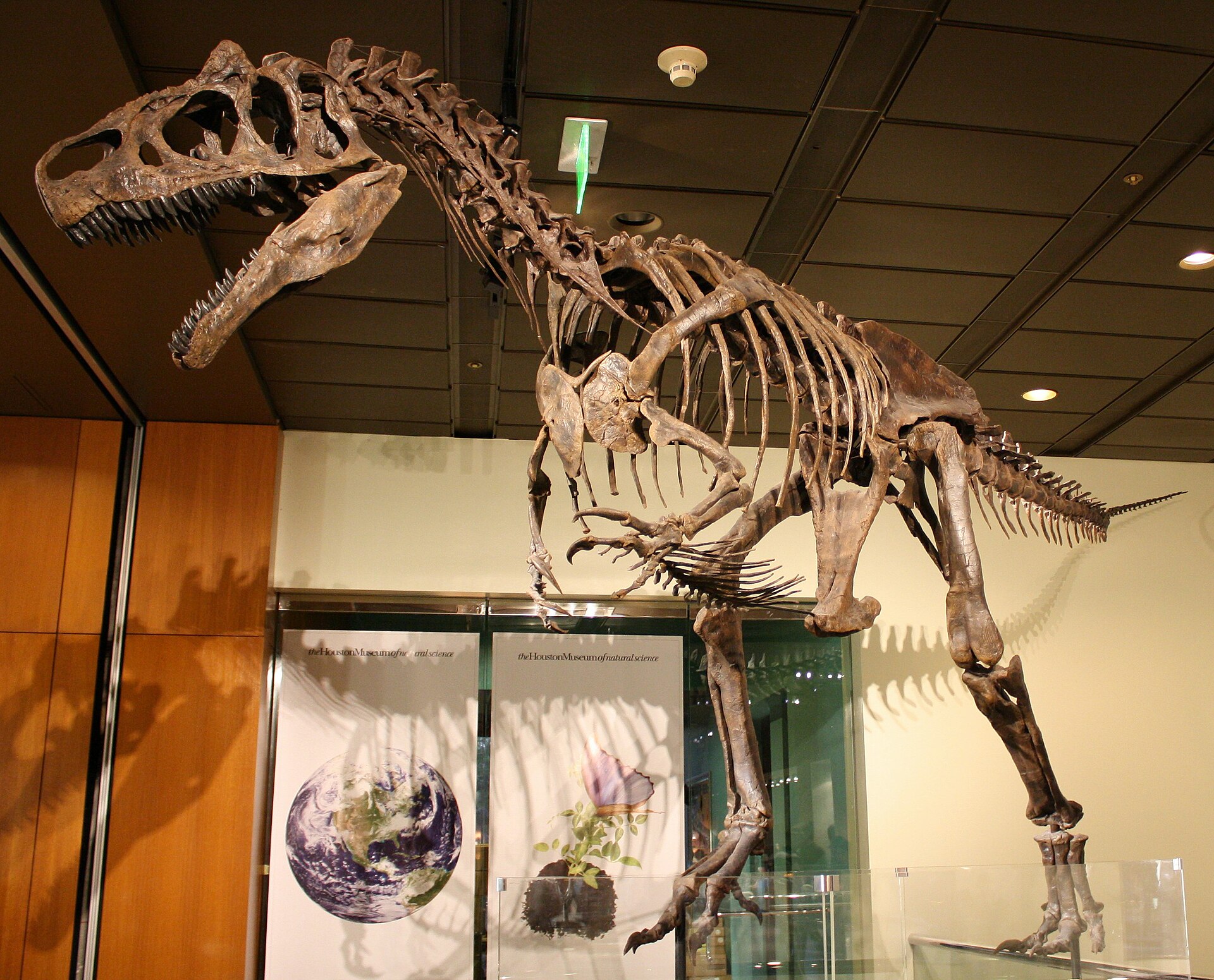 Imagem de referência de Allosaurus, descrito nos dados abertos como gênero de dinossauro terópode do Jurássico