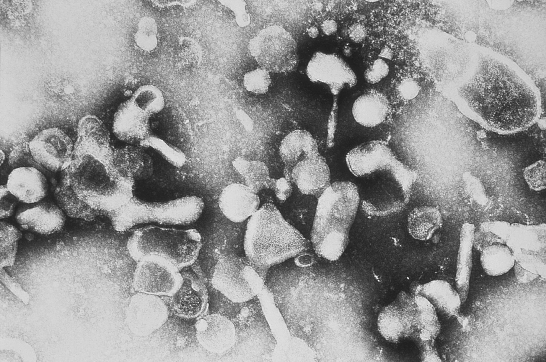 Imagem de referência de Leucemia felina, descrito nos dados abertos como espécie de Vírus