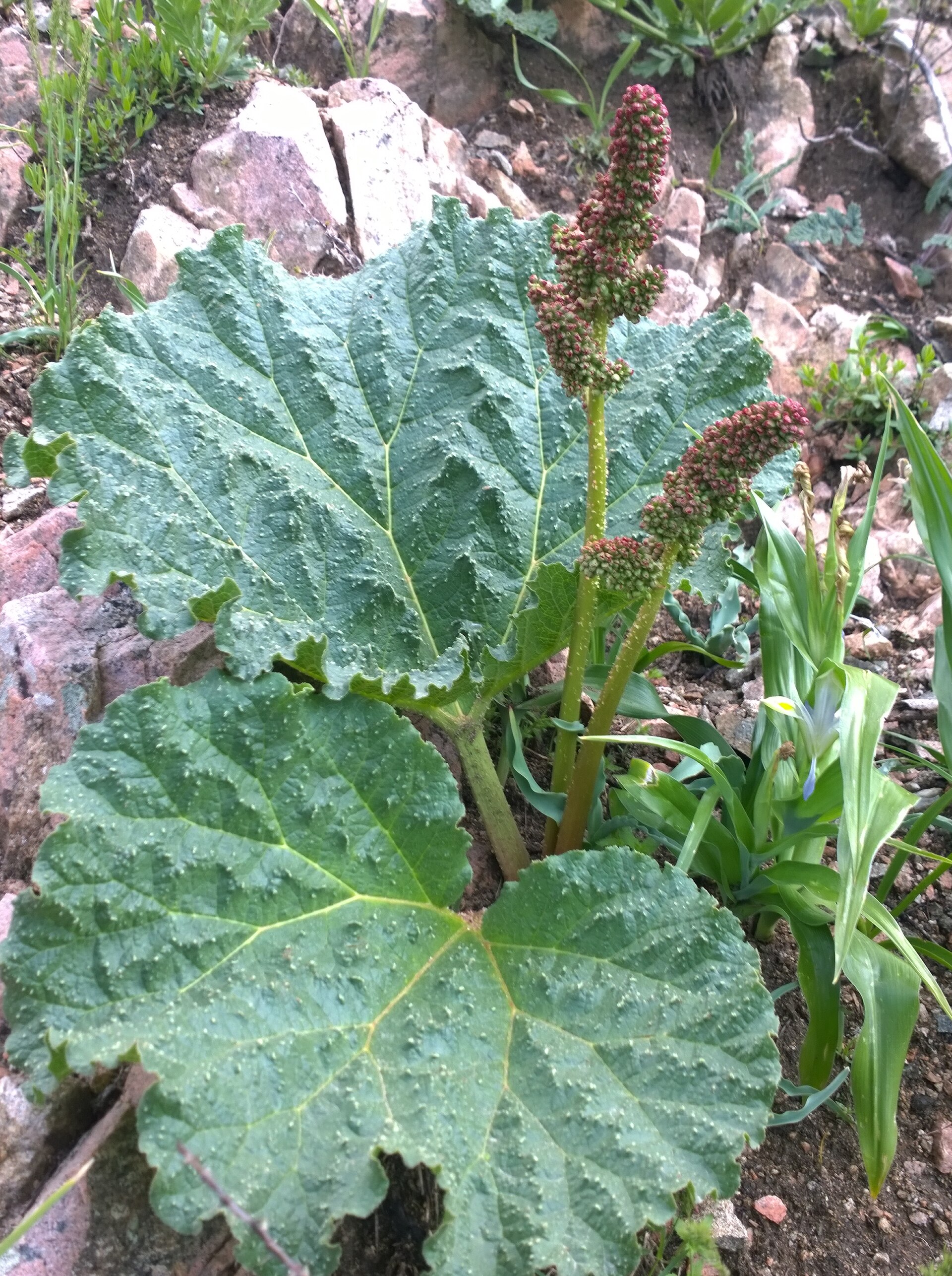 Imagem de referência de Rheum, descrito nos dados abertos como género de plantas