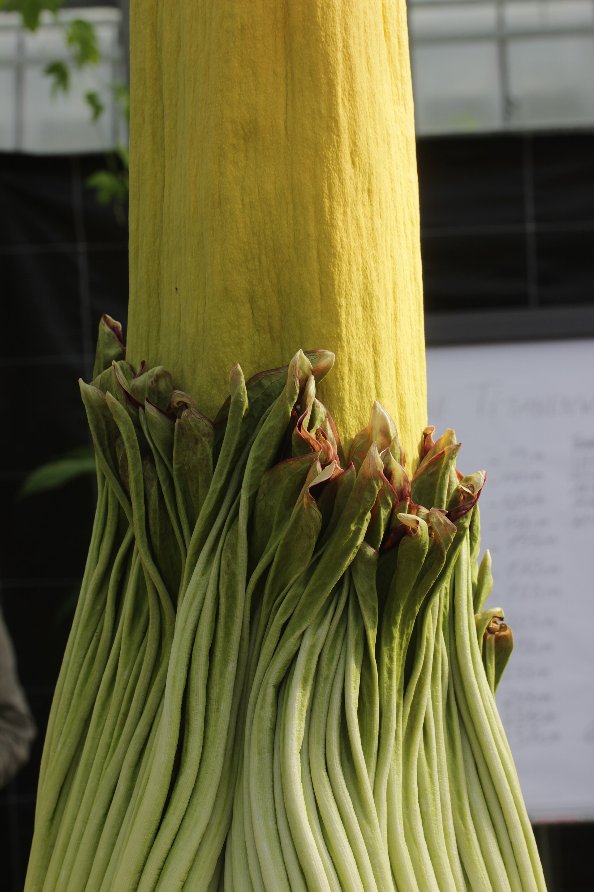 Imagem de referência relacionada a Amorphophallus, item descrito como género de plantas