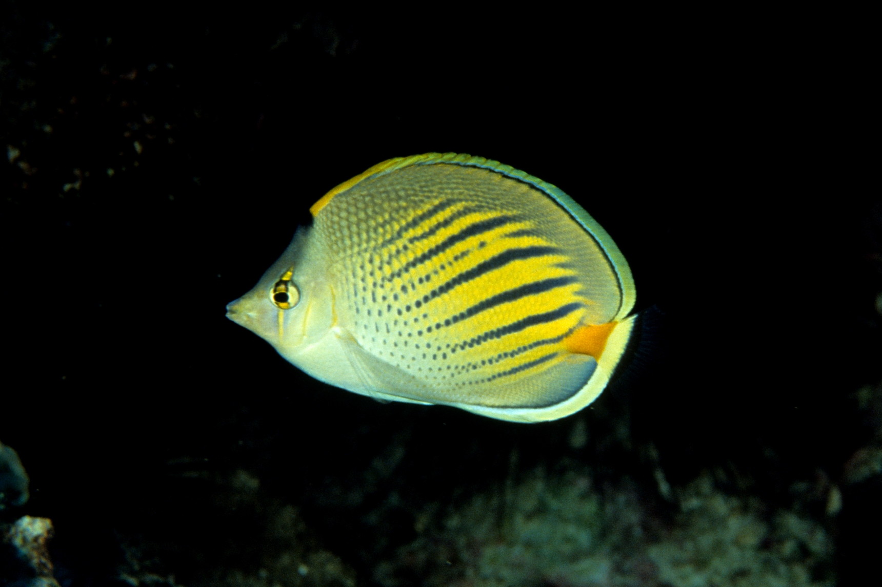 Imagem de referência de Peixe-borboleta-de-Palau, descrito nos dados abertos como espécie de peixe