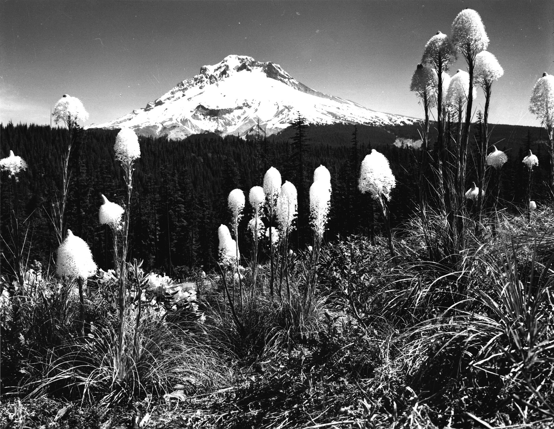 Imagem de referência de Xerophyllum, descrito nos dados abertos como género de plantas