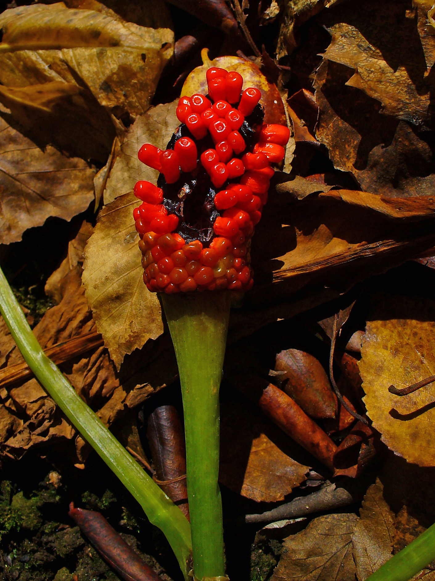 Imagem de referência de Arisaema, descrito nos dados abertos como género de plantas