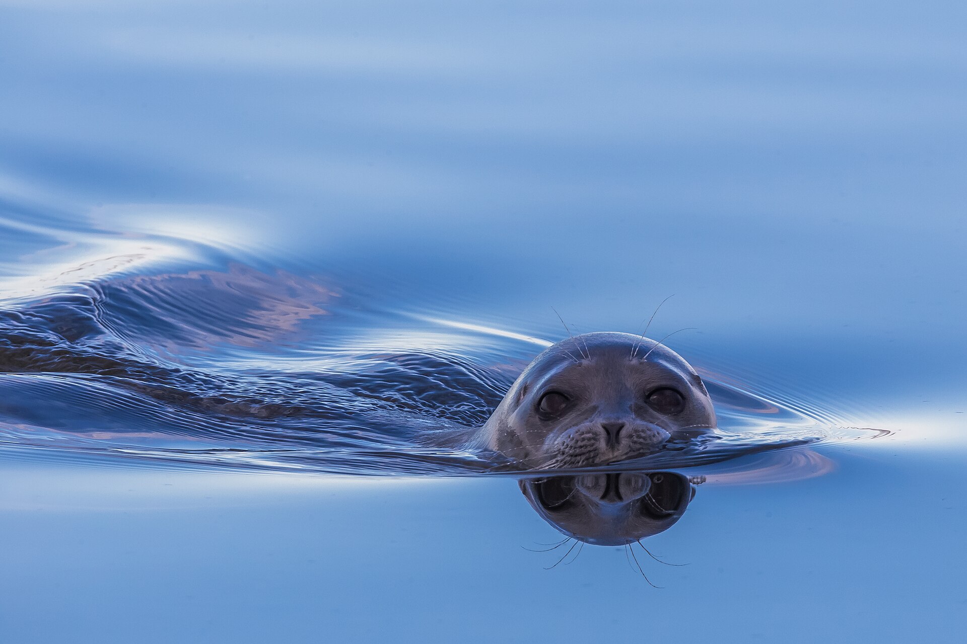 Imagem de referência relacionada a Foca, item descrito como mamífero do Polo Norte