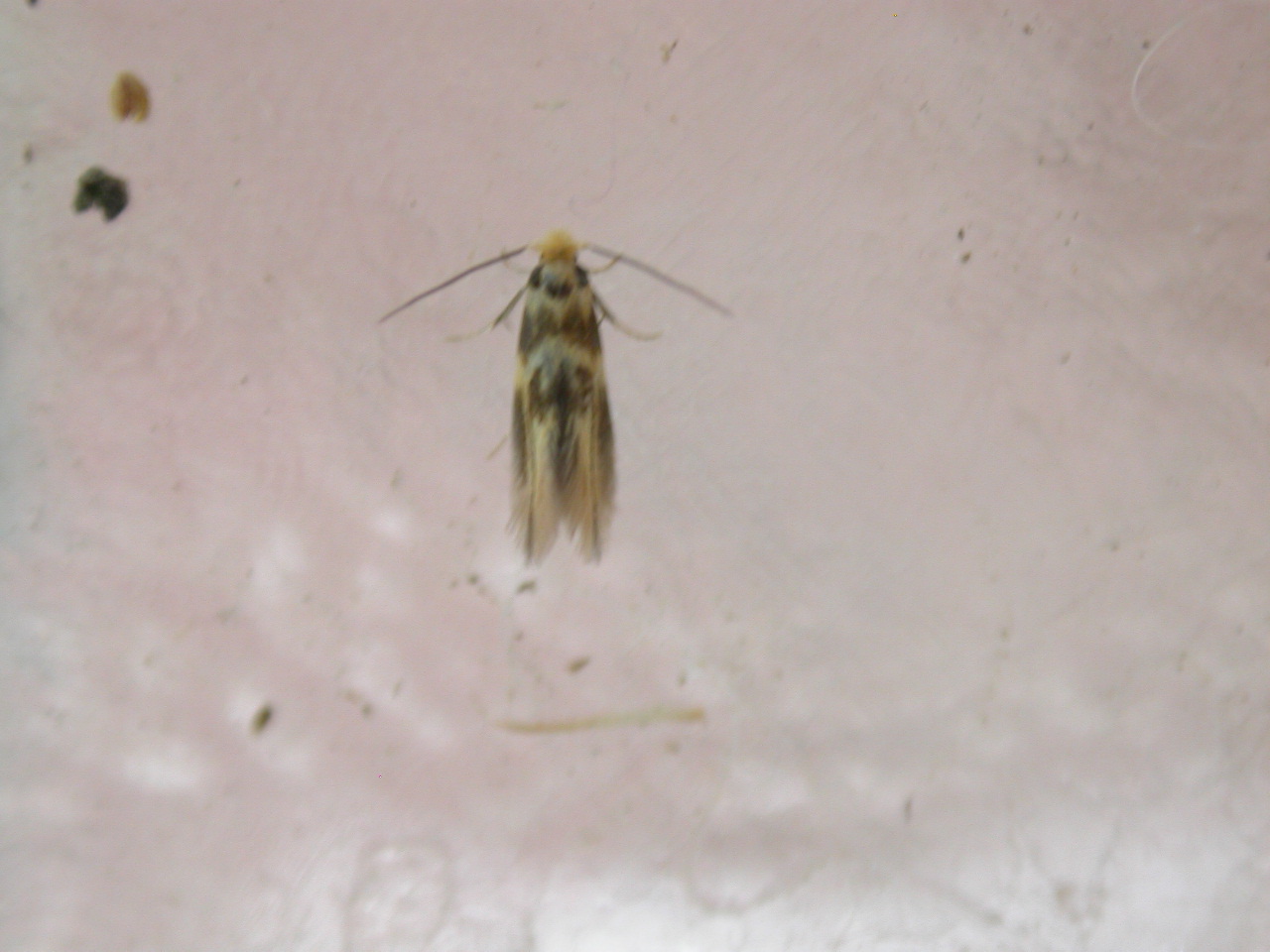 Imagem de referência de Bucculatrix thoracella, descrito nos dados abertos como espécie de inseto