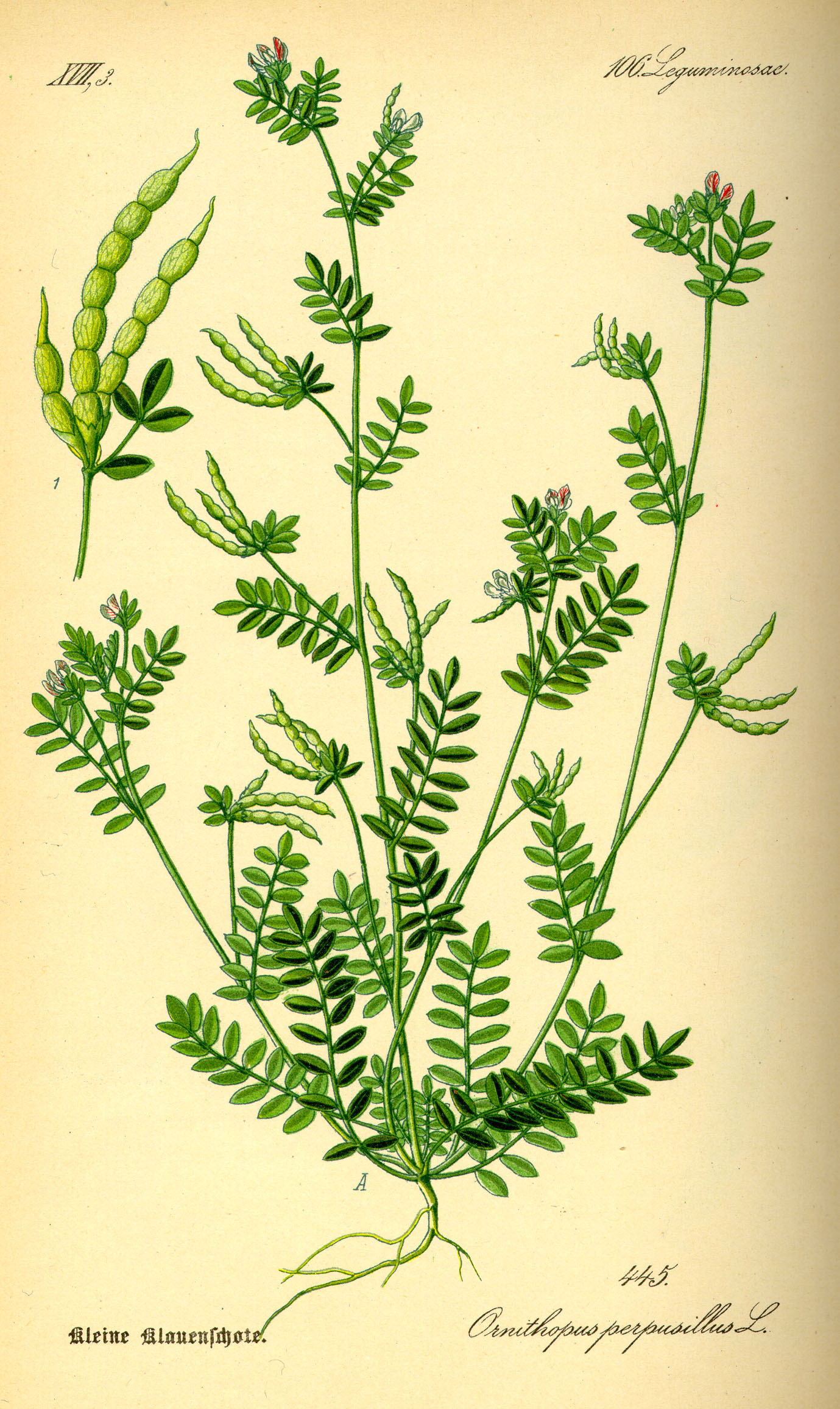 Imagem de referência relacionada a Ornithopus perpusillus, item descrito como espécie de planta