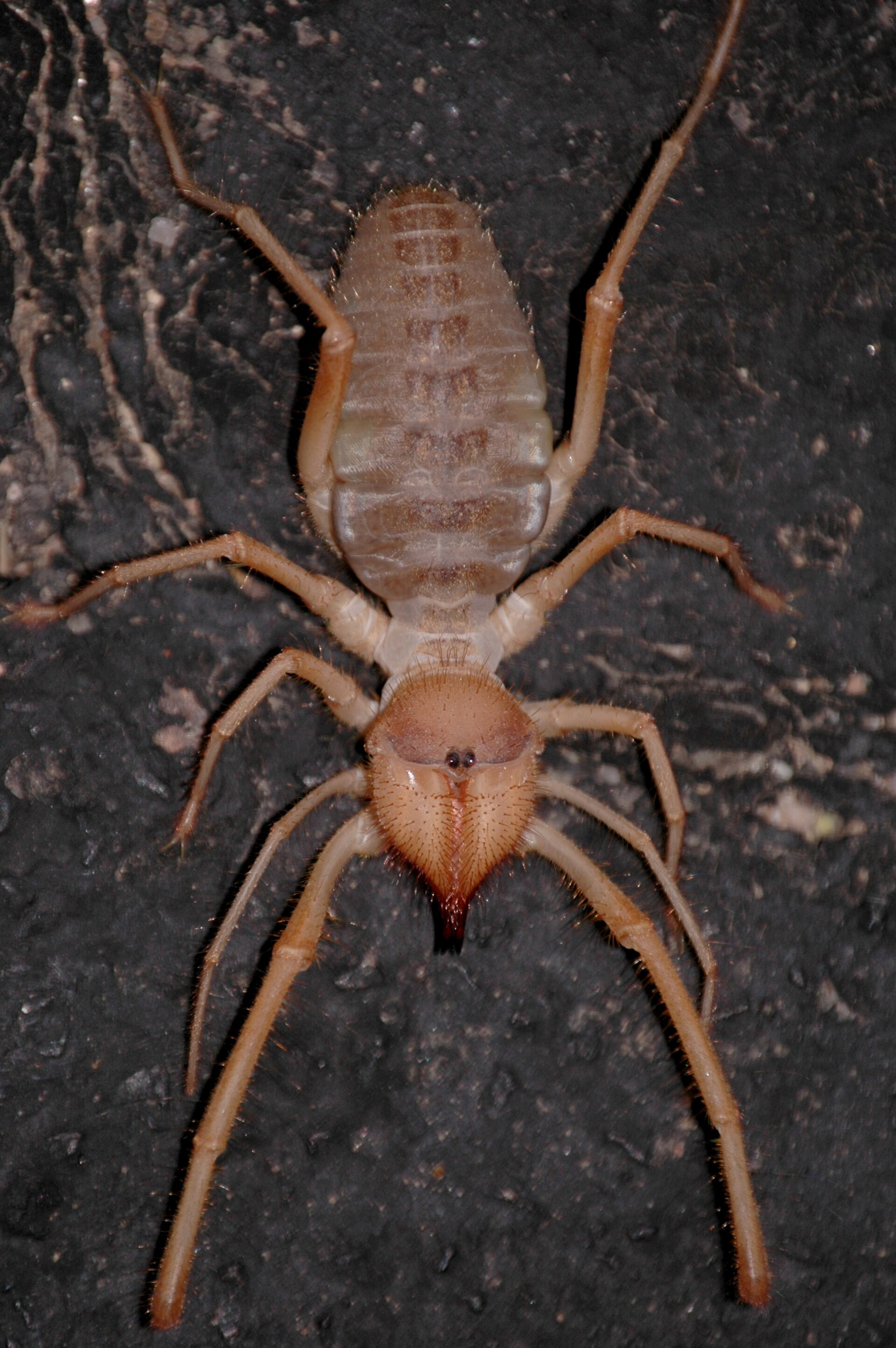 Imagem de referência de Solifugae, descrito nos dados abertos como invertebrados da classe Arachnida