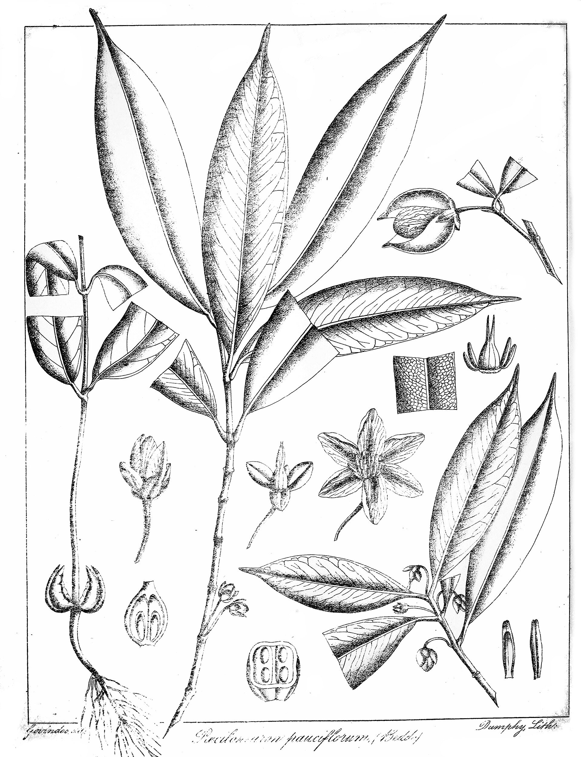 Imagem de referência relacionada a Poeciloneuron pauciflorum, item descrito como registro de referência sobre Poeciloneuron pauciflorum, organizado a partir de dados estruturados abertos