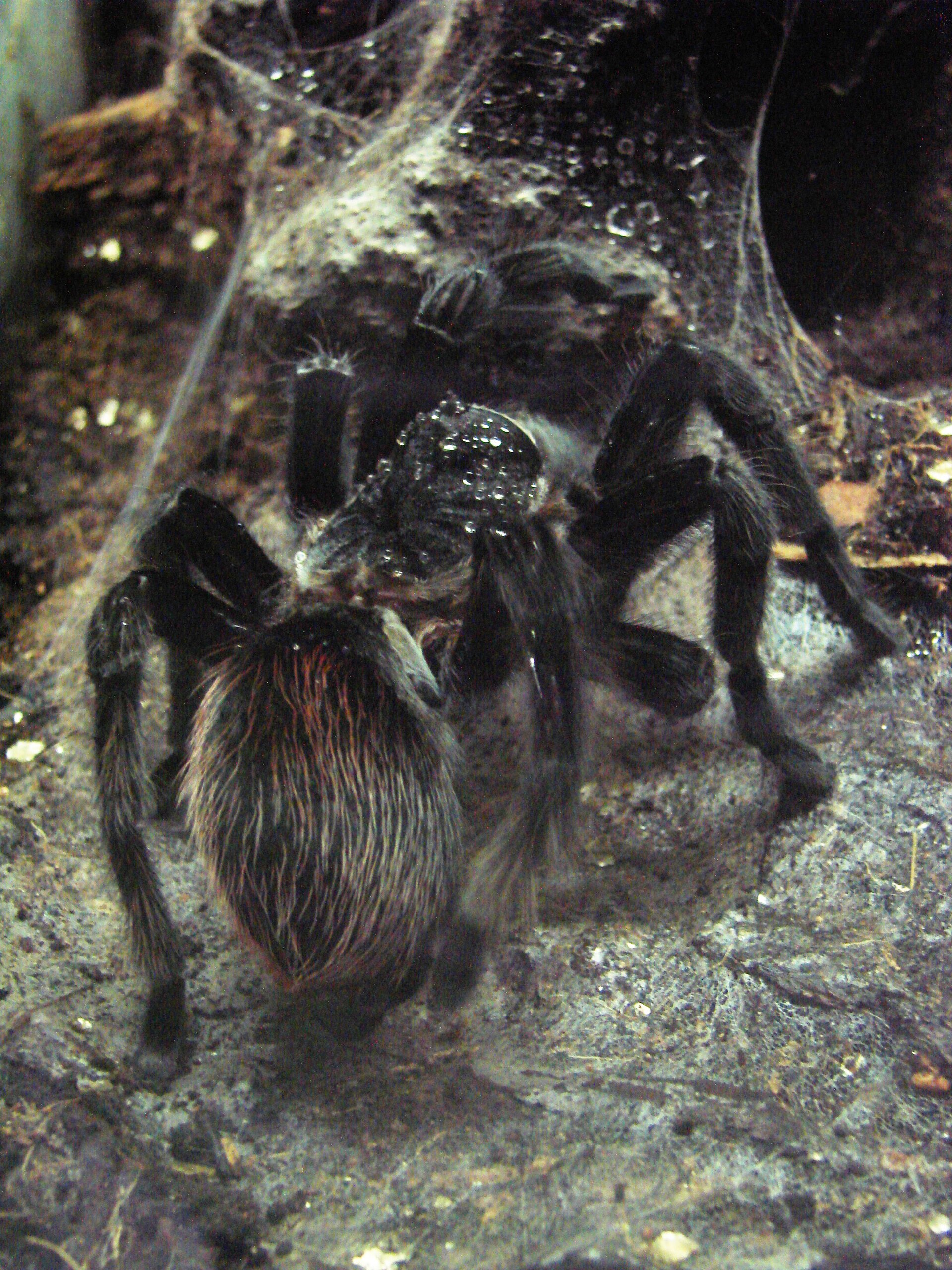 Imagem de referência relacionada a Brachypelma vagans, item descrito como espécie de aracnídeo