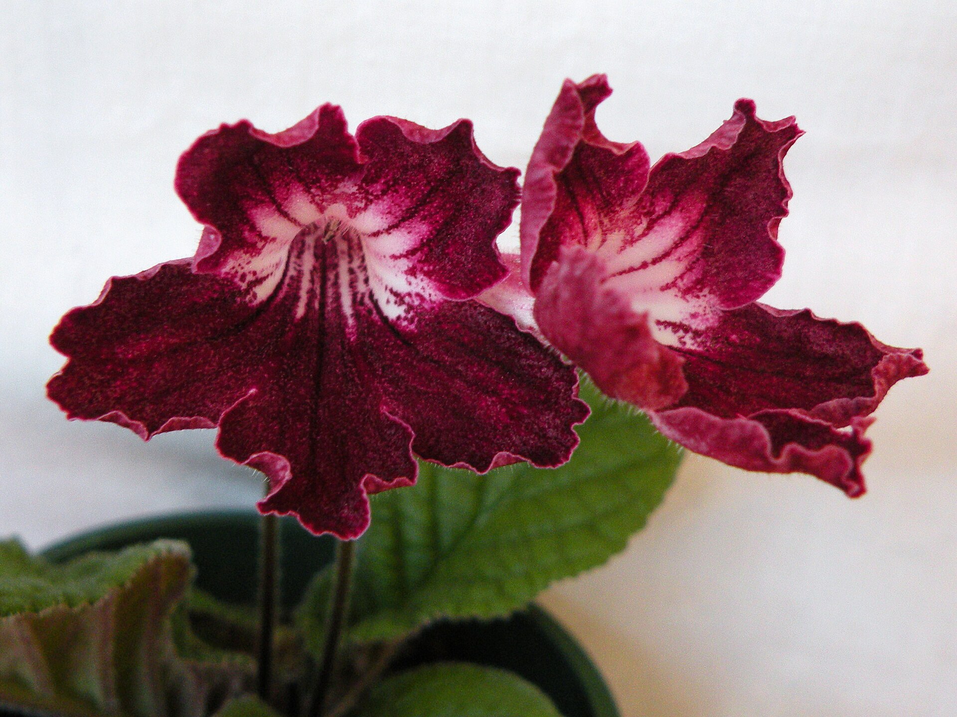 Imagem de referência relacionada a Streptocarpus, item descrito como género de plantas