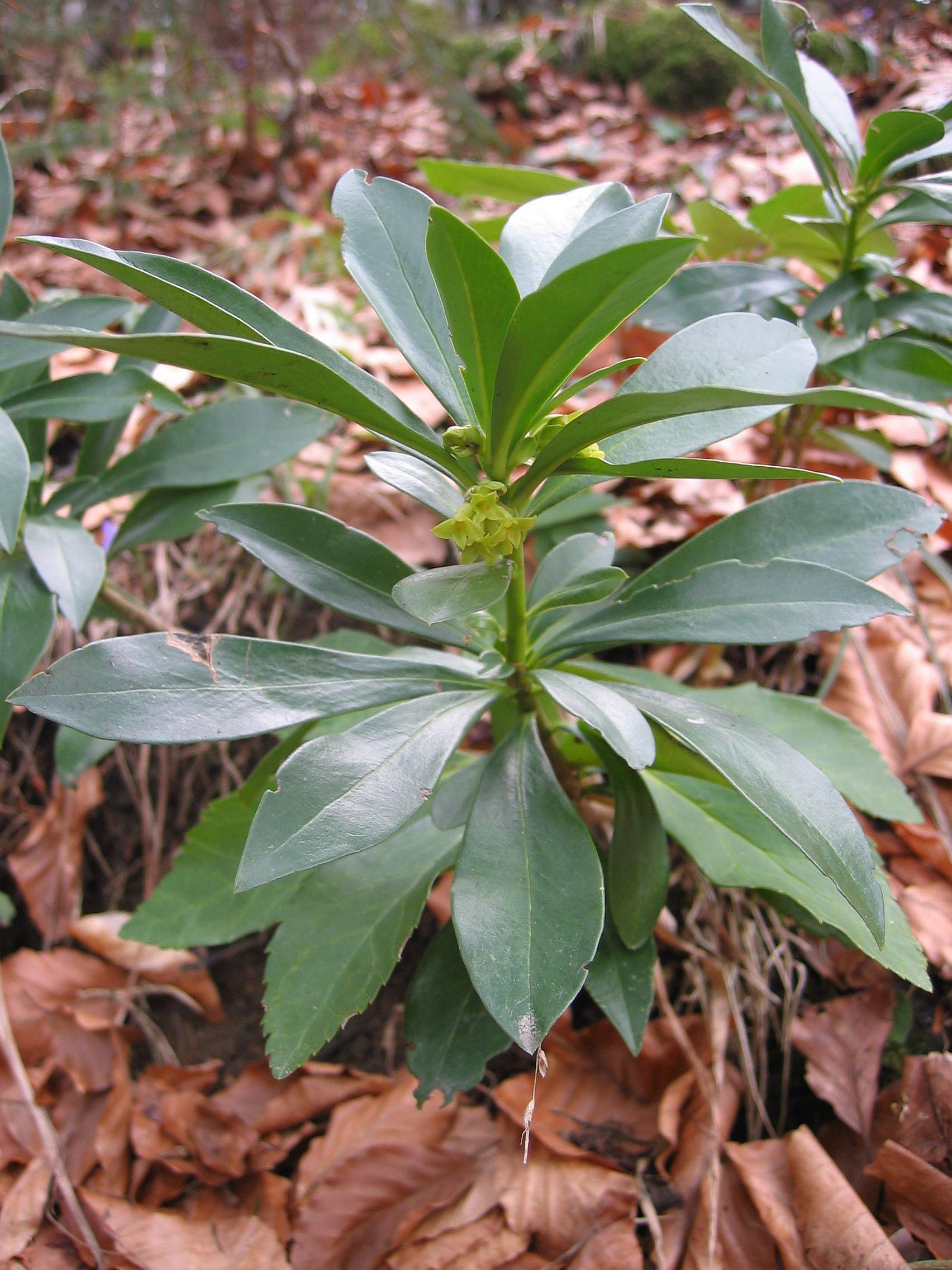 Imagem de referência de Thymelaeaceae, descrito nos dados abertos como família de plantas