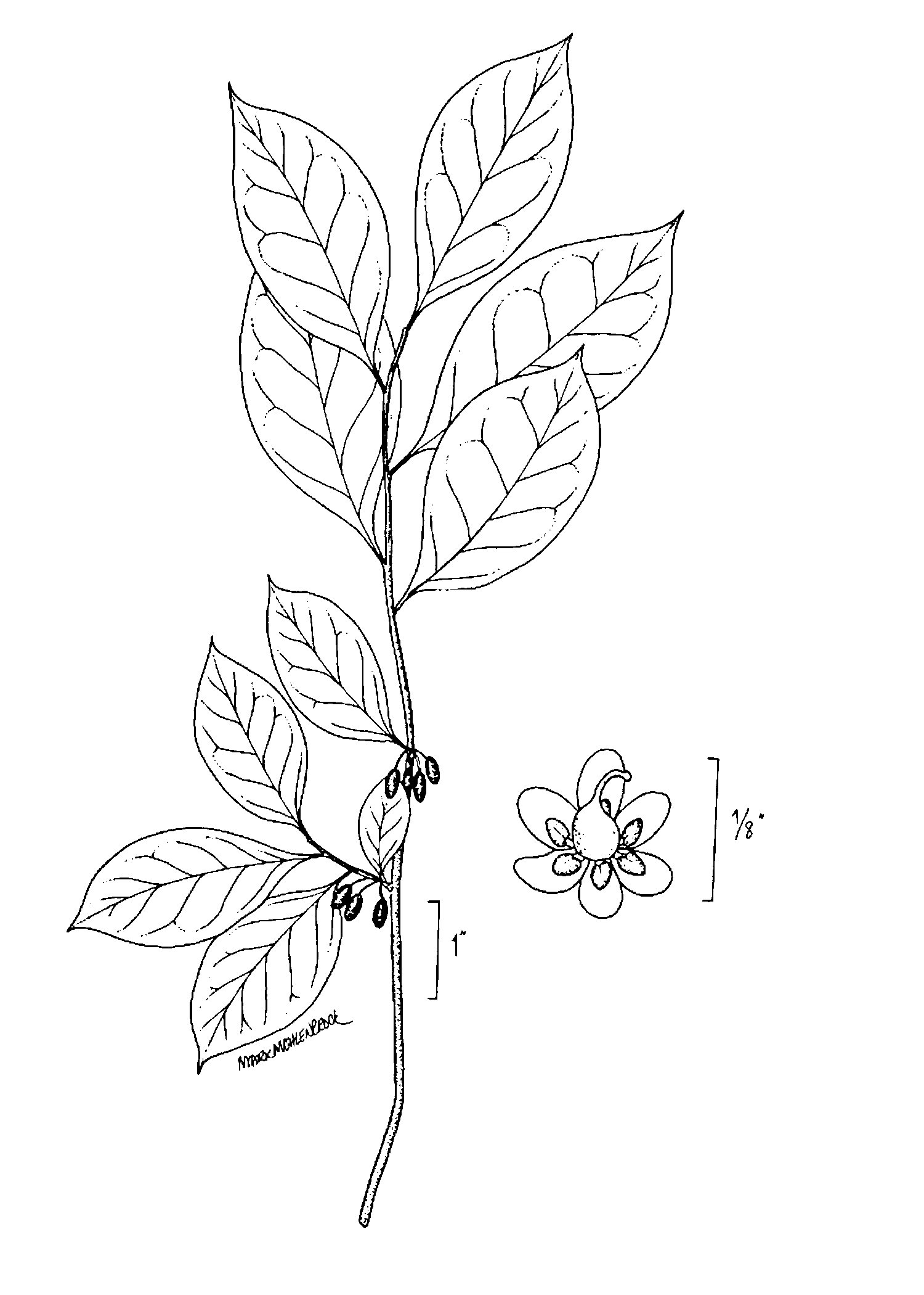 Imagem de referência de Lindera, descrito nos dados abertos como género de plantas