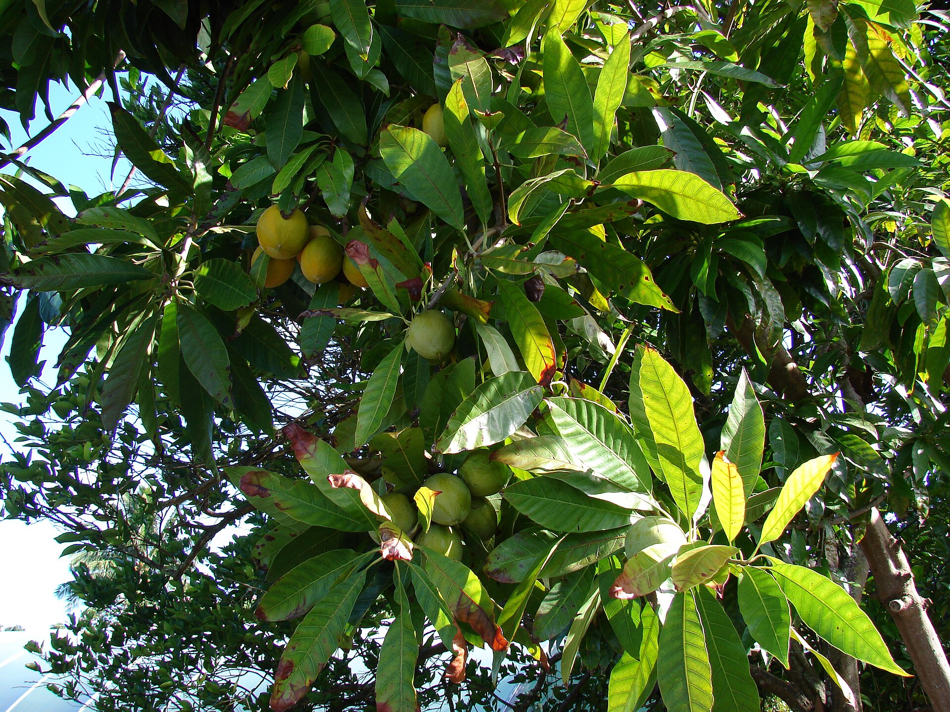Imagem de referência de Pouteria, descrito nos dados abertos como género de plantas