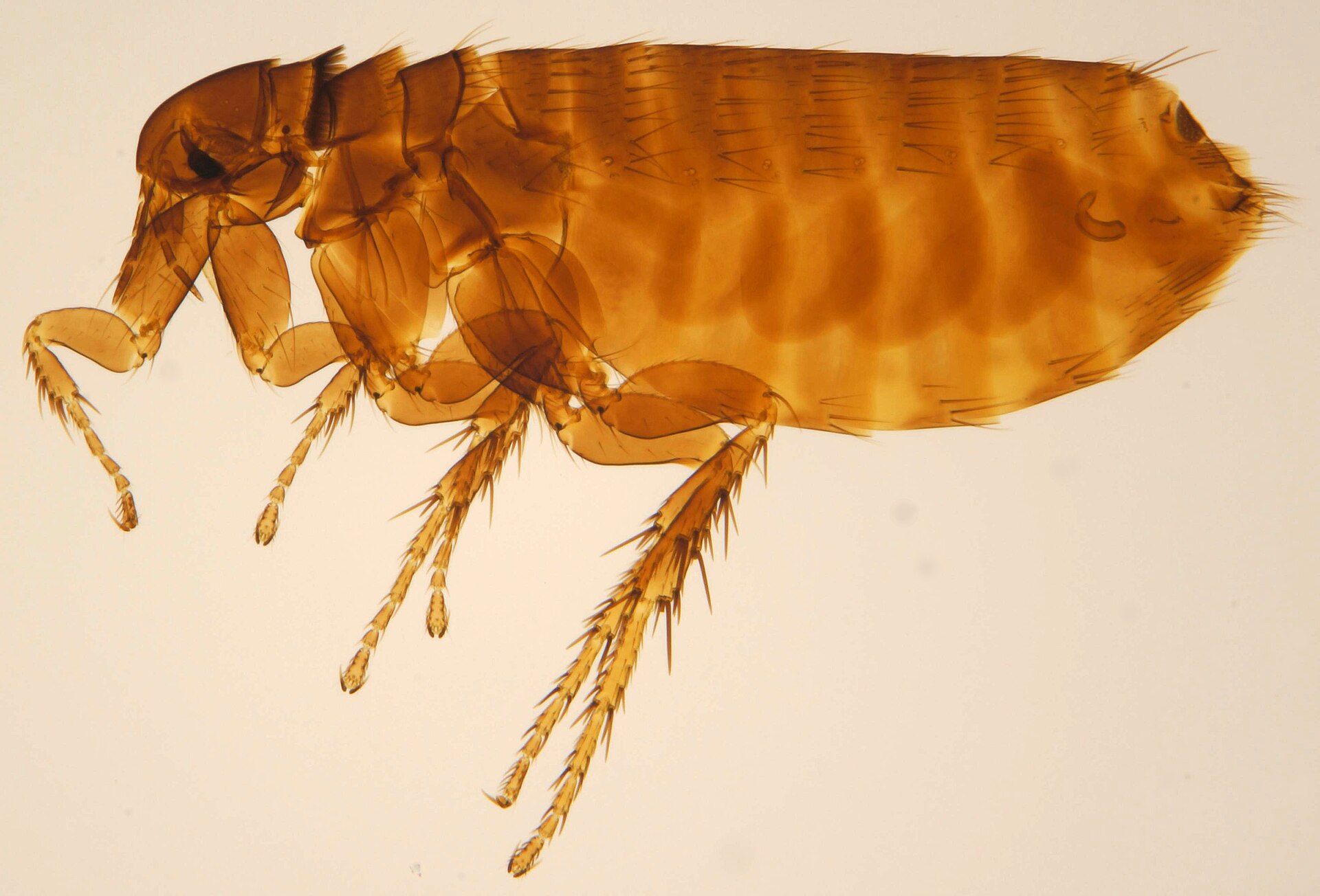 Imagem de referência de Ceratophyllus gallinae, descrito nos dados abertos como espécie de inseto