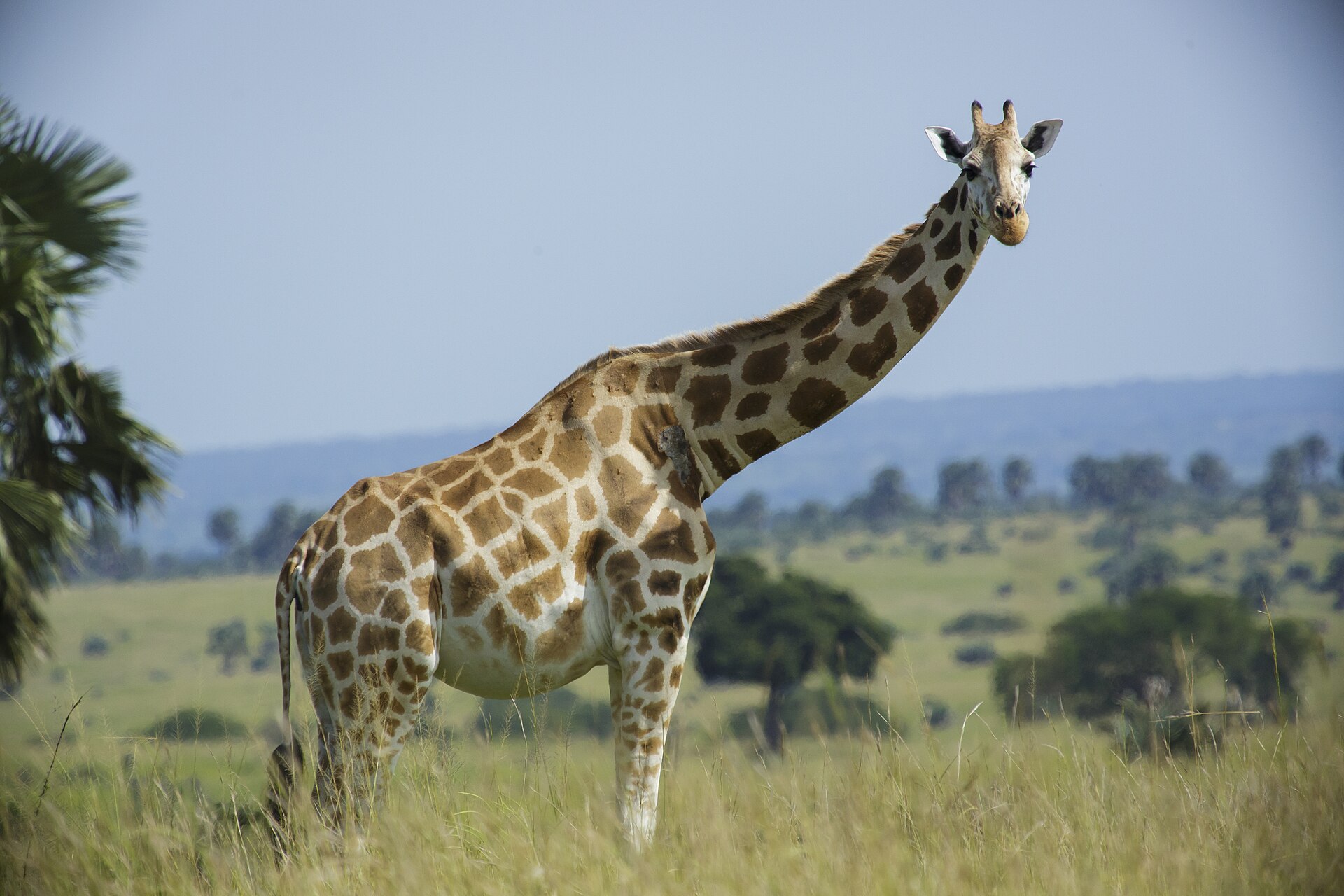 Imagem de referência relacionada a Girafa do norte, item descrito como mamífero quadúpede