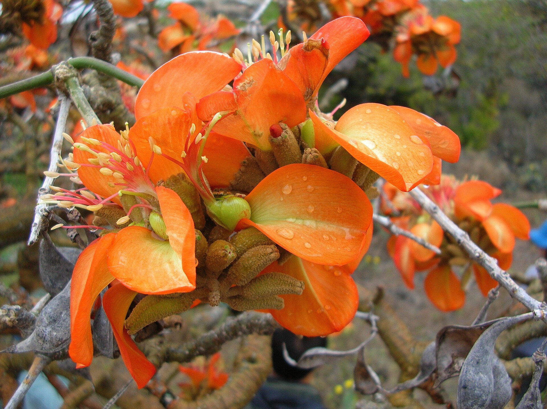 Imagem de referência de Erythrina, descrito nos dados abertos como género de plantas