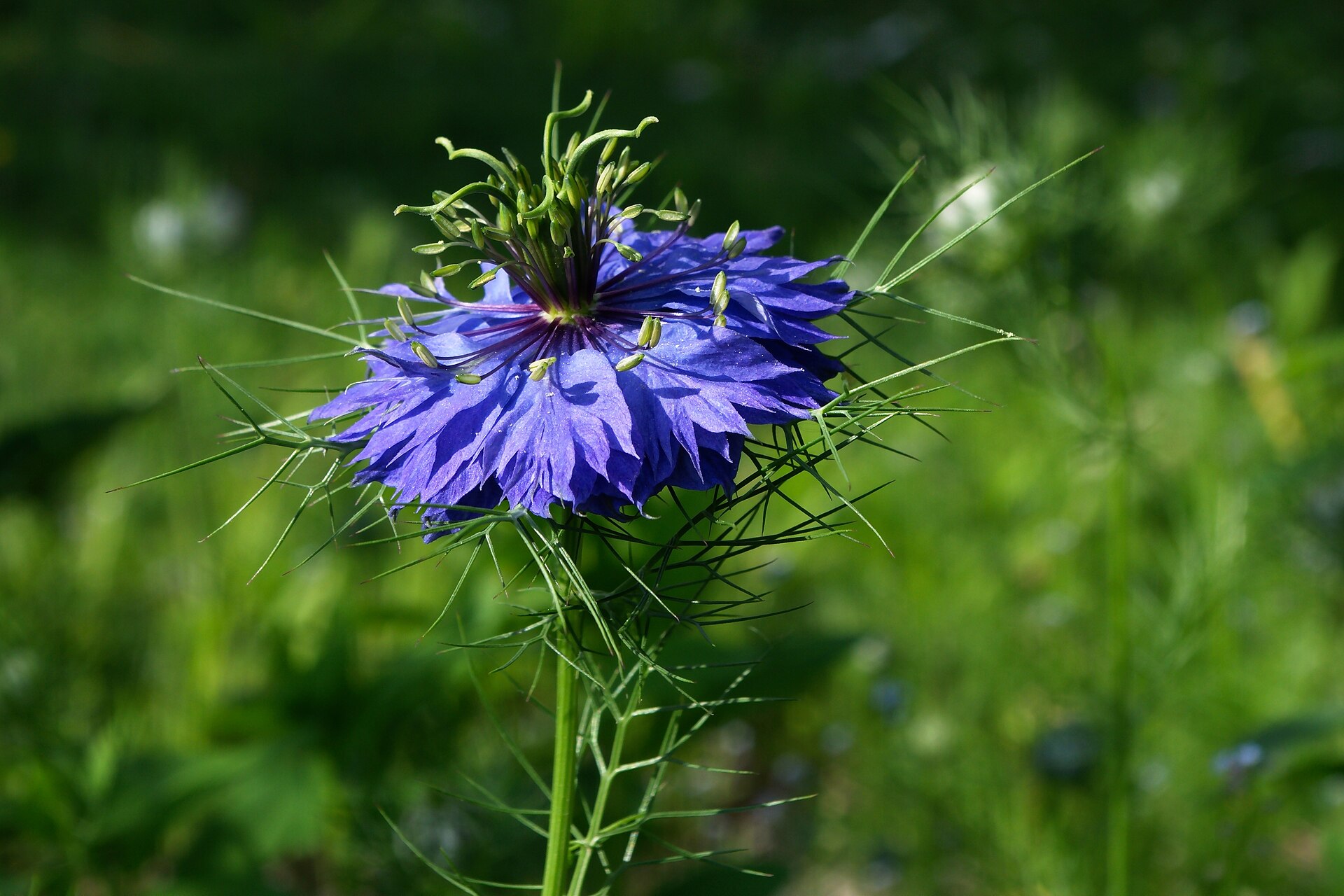Imagem de referência de Nigella damascena, descrito nos dados abertos como espécie de planta