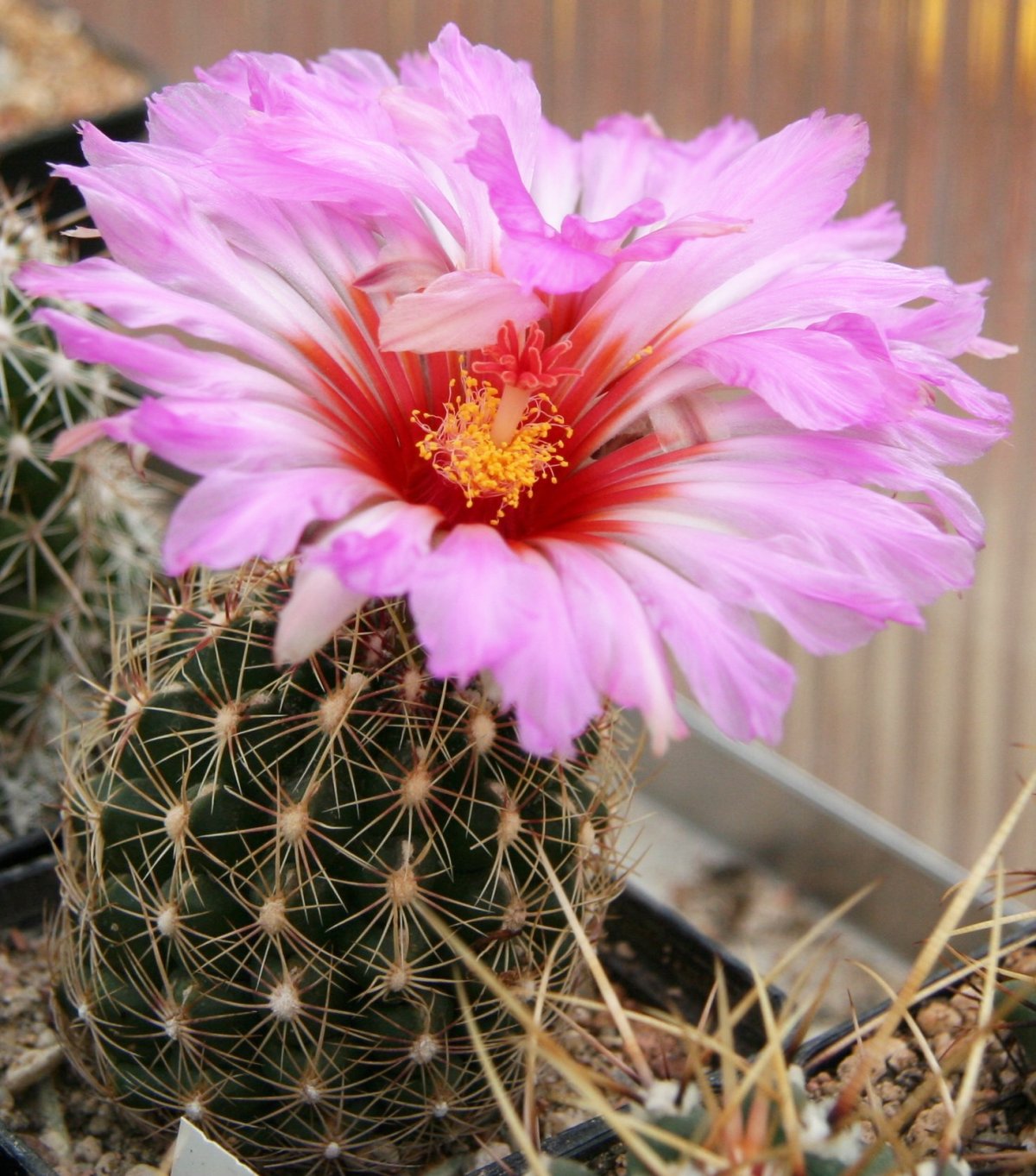 Imagem de referência relacionada a Thelocactus, item descrito como género de plantas