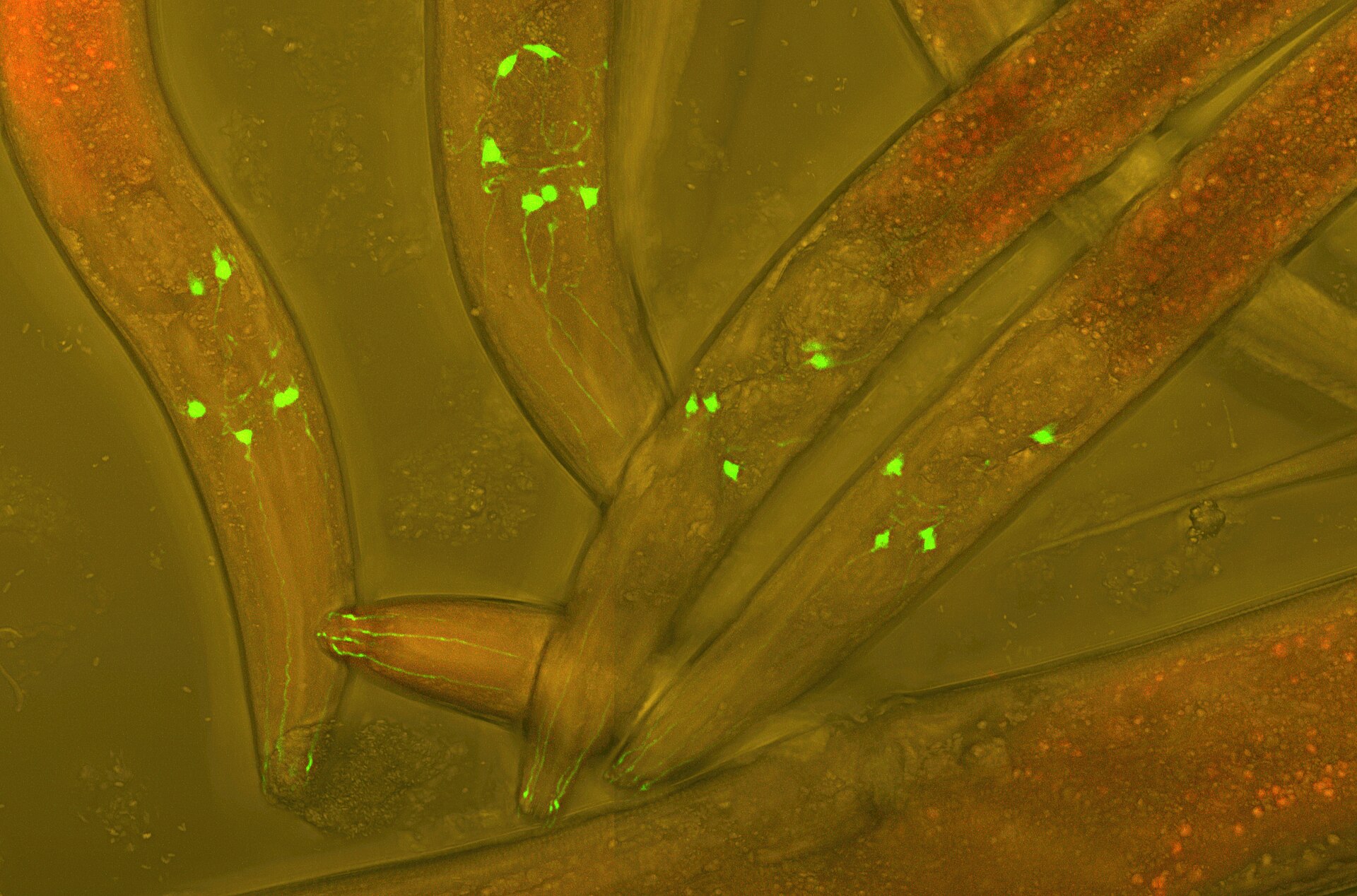 Imagem de referência relacionada a Caenorhabditis elegans, item descrito como registro de referência sobre Caenorhabditis elegans, organizado a partir de dados estruturados abertos