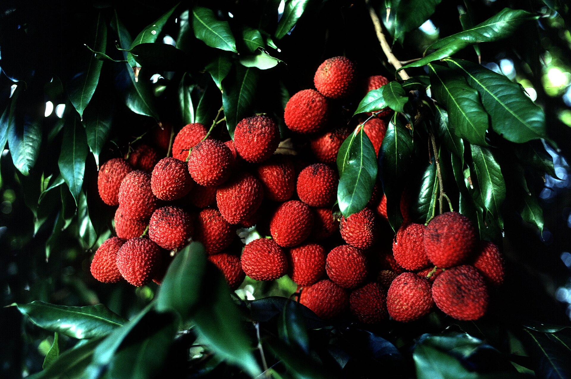 Imagem de referência relacionada a Sapindaceae, item descrito como registro de referência sobre Sapindaceae, organizado a partir de dados estruturados abertos