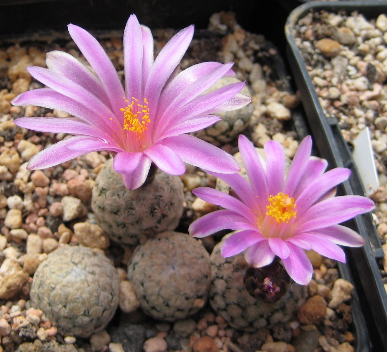 Imagem de referência relacionada a Turbinicarpus valdezianus, item descrito como registro de referência sobre Turbinicarpus valdezianus, organizado a partir de dados estruturados abertos