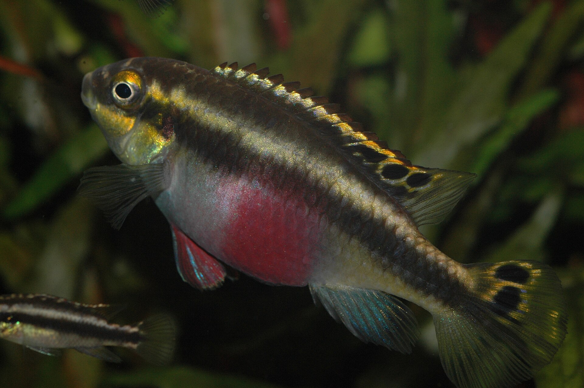 Imagem de referência relacionada a Pelvicachromis, item descrito como género de peixes