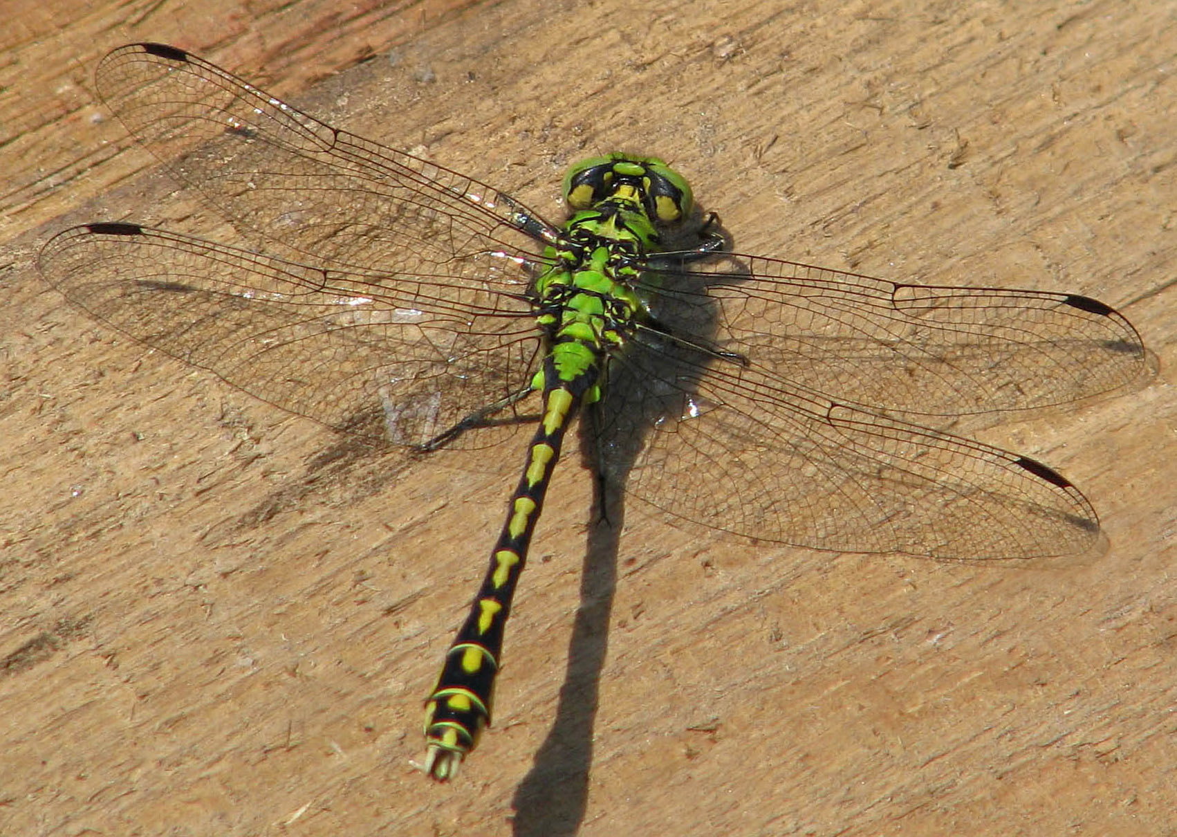 Imagem de referência de Ophiogomphus cecilia, descrito nos dados abertos como espécie de inseto