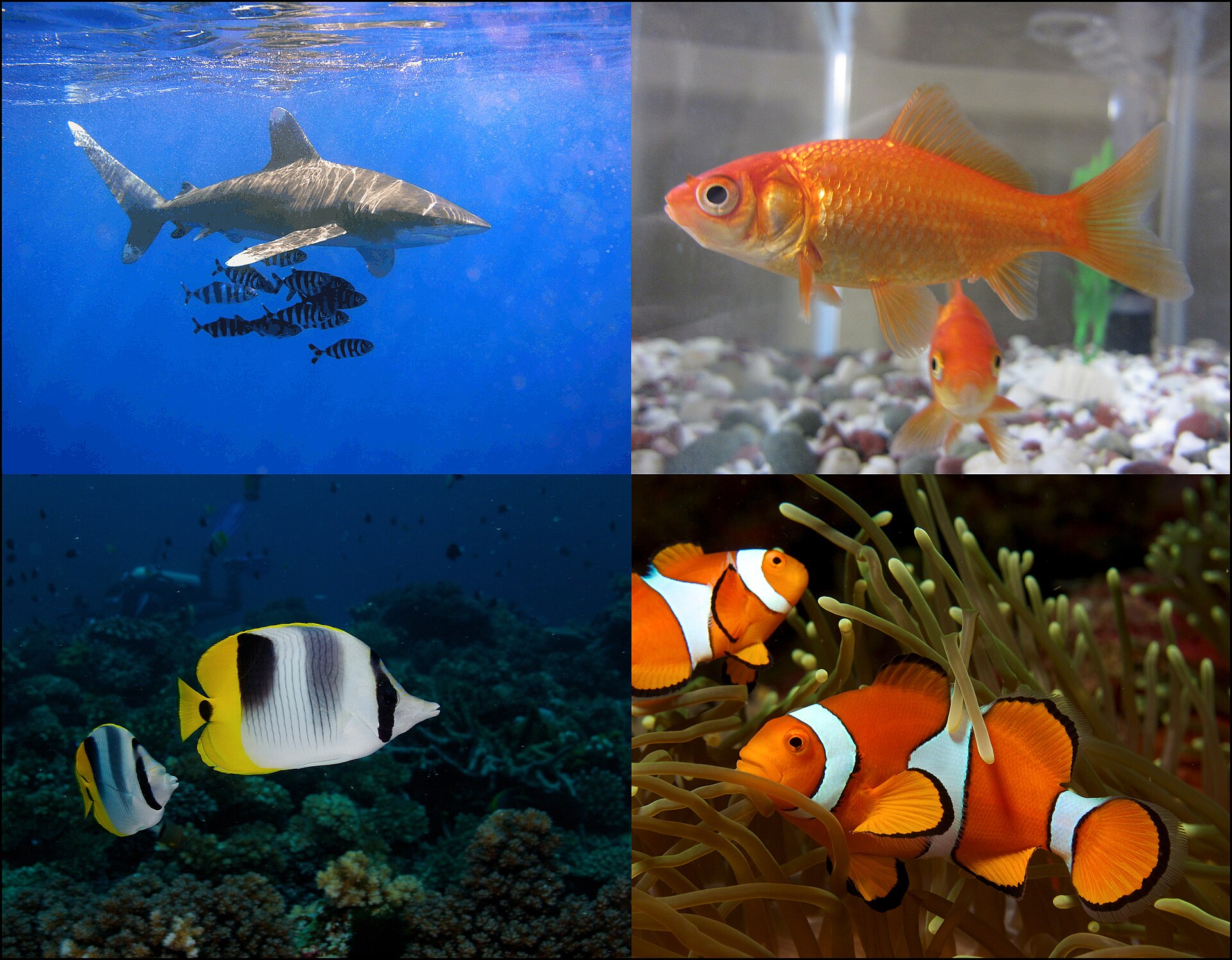 Imagem de referência de peixe, descrito nos dados abertos como tipo de animal aquático vertebrado