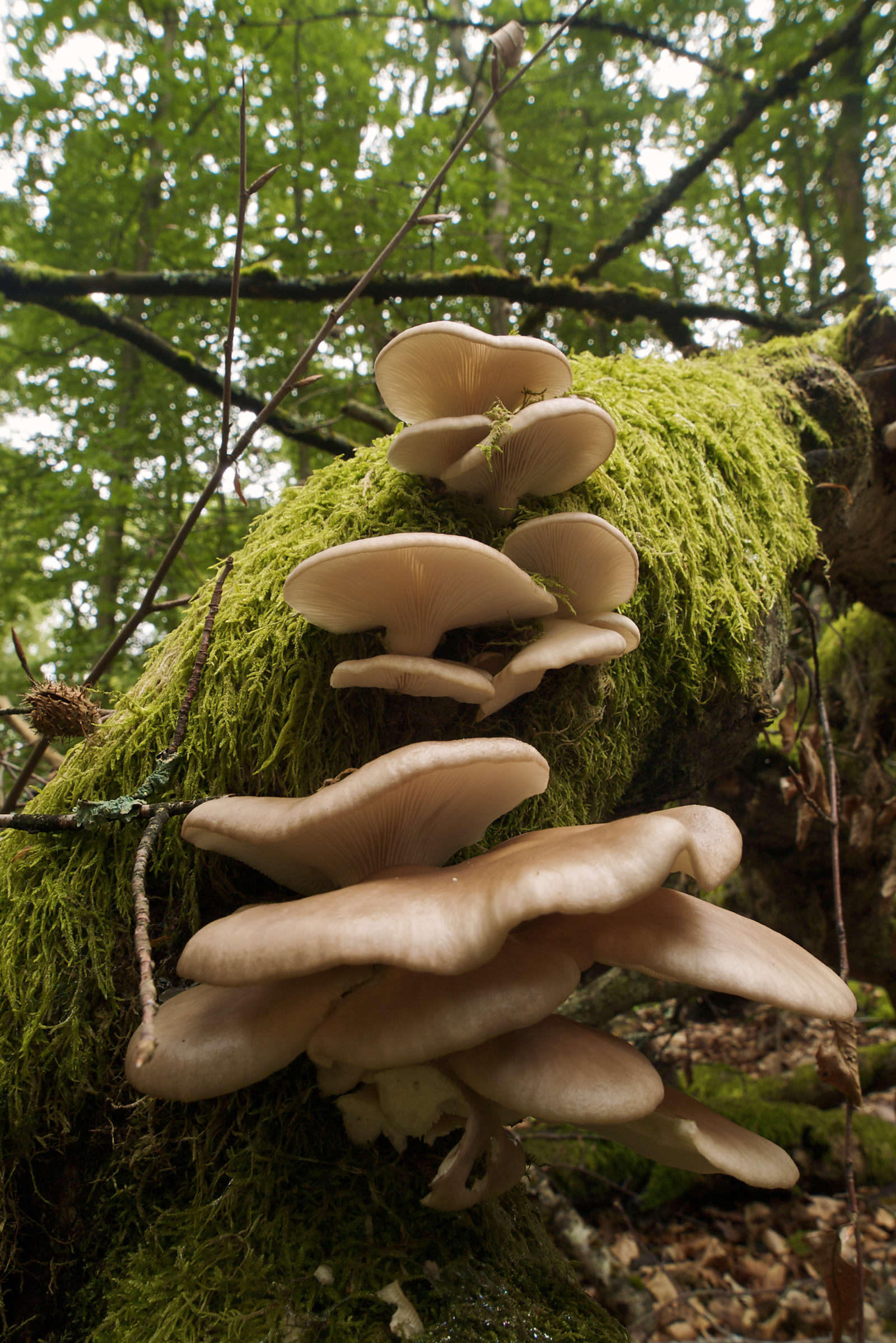 Imagem de referência de Pleurotus, descrito nos dados abertos como género de fungos