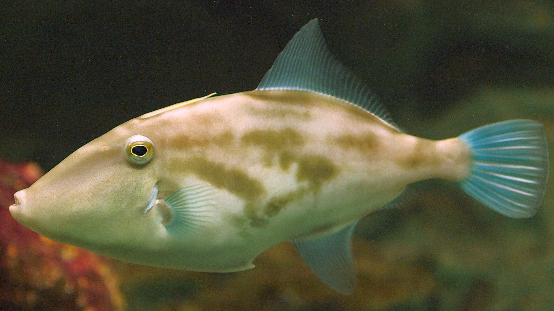 Imagem de referência relacionada a Thamnaconus, item descrito como género de peixes