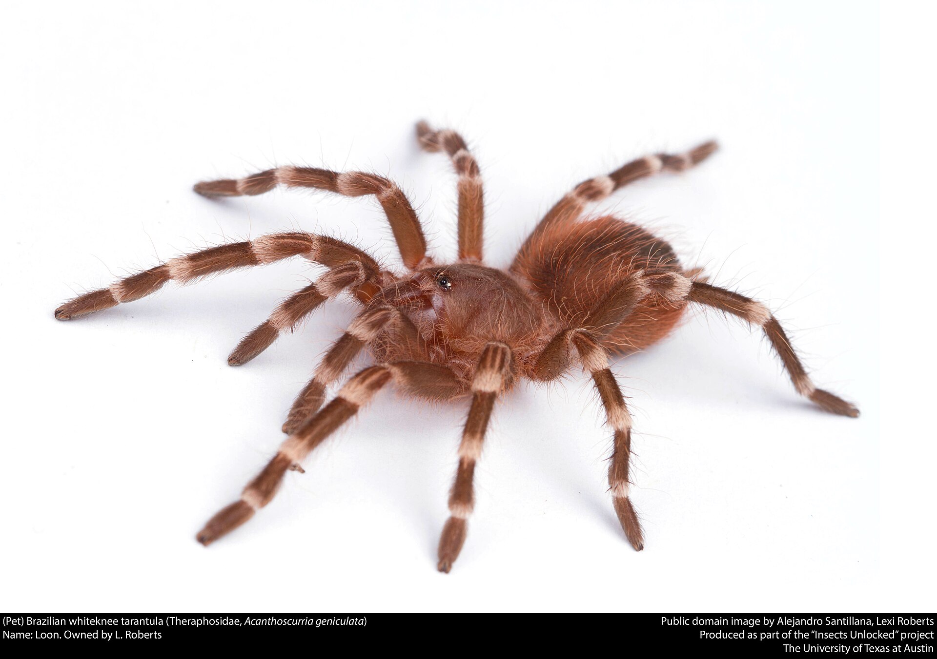 Imagem de referência relacionada a Acanthoscurria geniculata, item descrito como espécie de aracnídeo