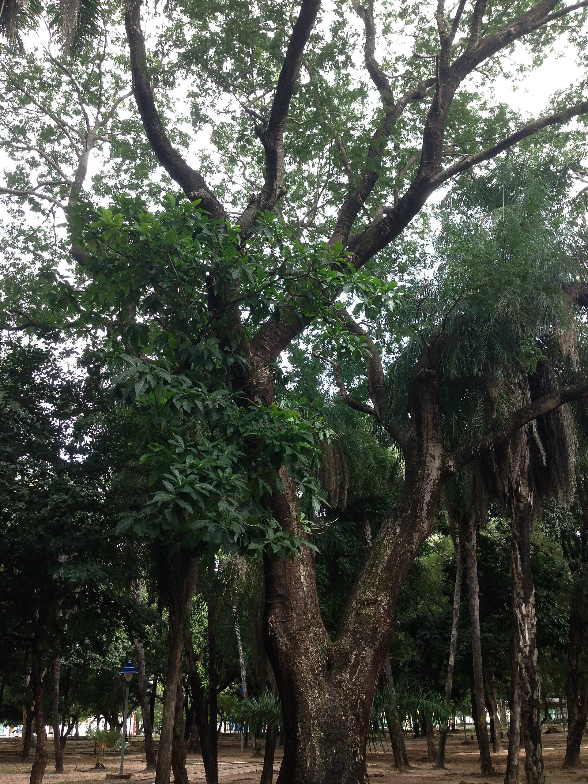 Imagem de referência de Tamboril (planta), descrito nos dados abertos como espécie de planta
