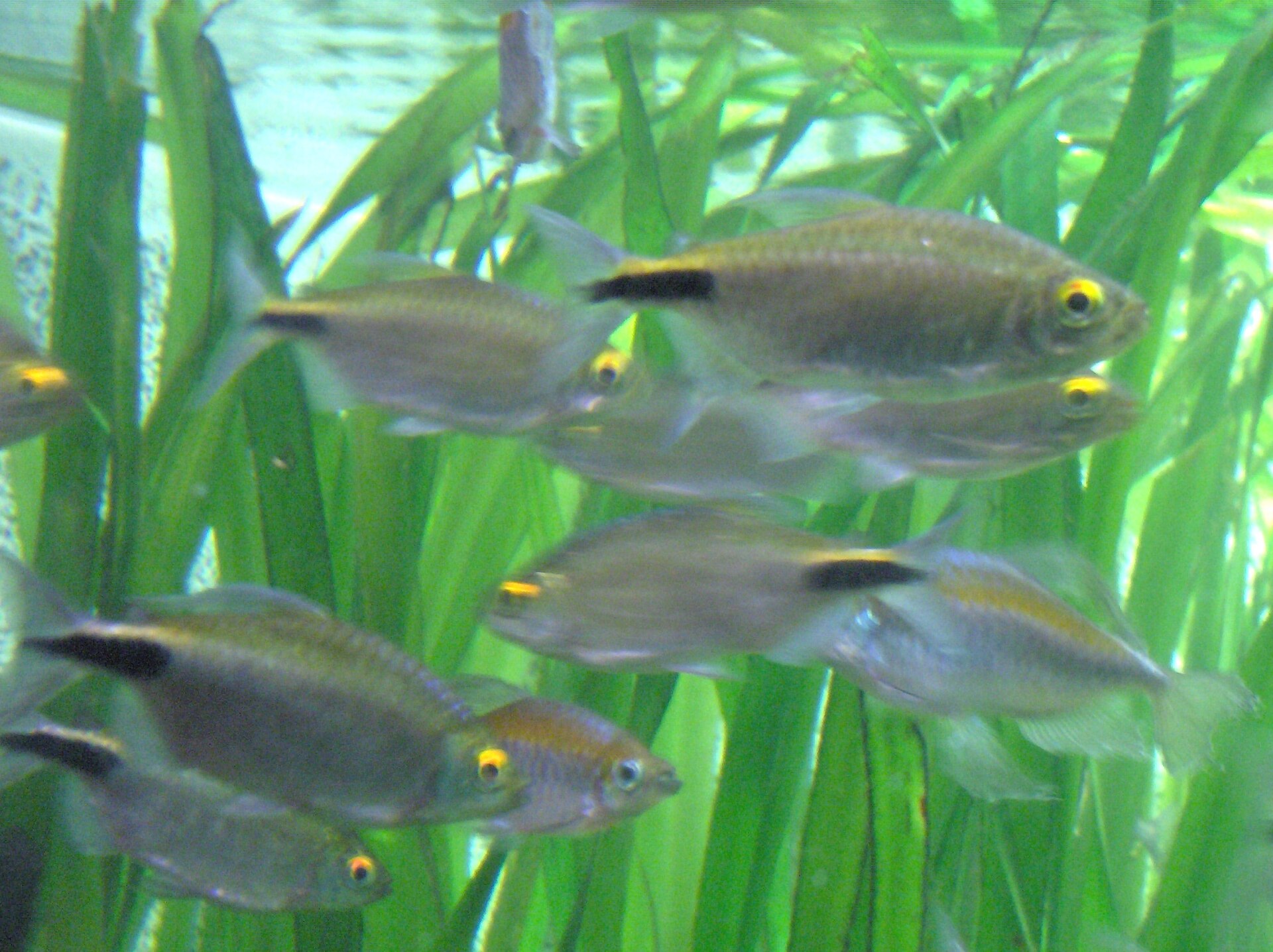 Imagem de referência relacionada a Brycinus, item descrito como género de peixes