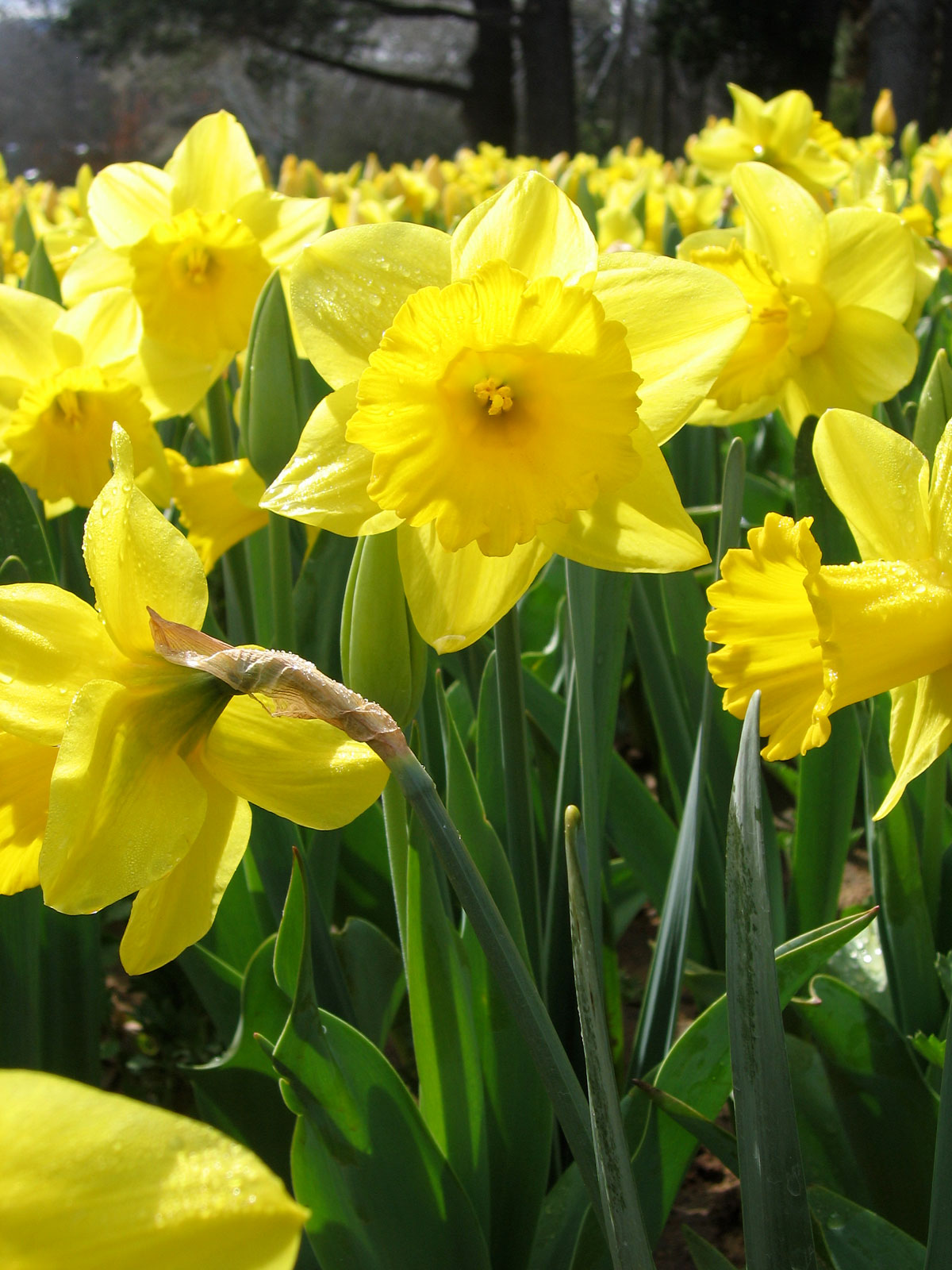 Imagem de referência relacionada a Narcissus, item descrito como género de plantas