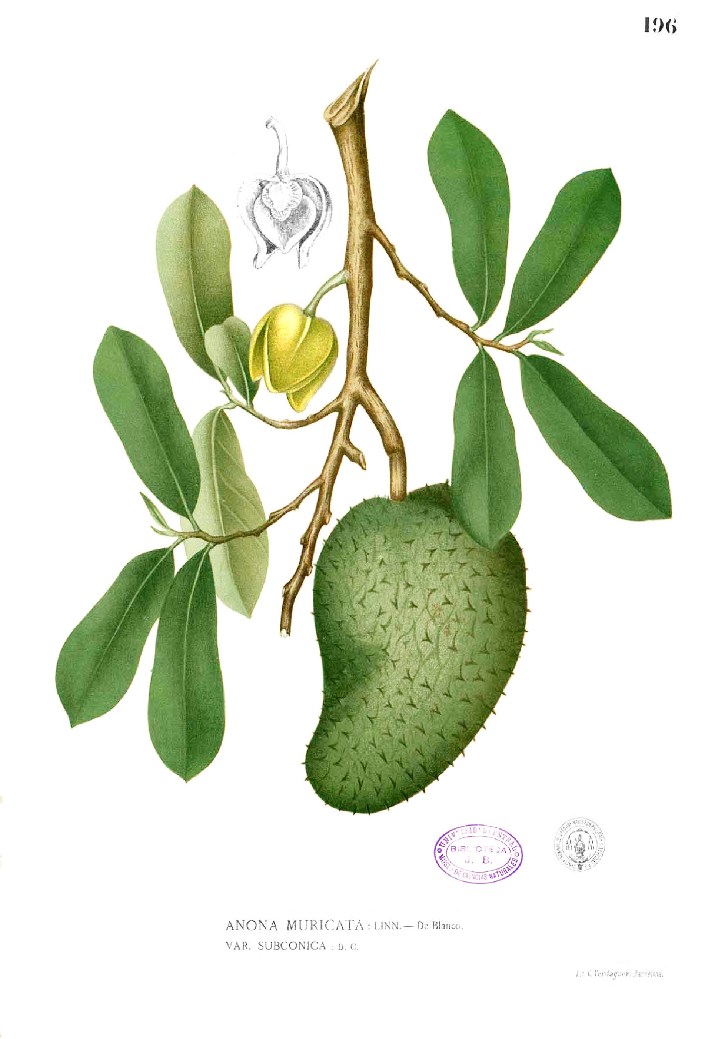 Imagem de referência de Annonaceae, descrito nos dados abertos como família de plantas