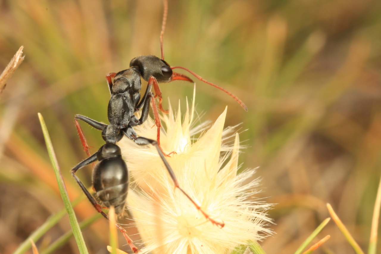 Imagem de referência relacionada a Myrmecia pilosula, item descrito como espécie de inseto