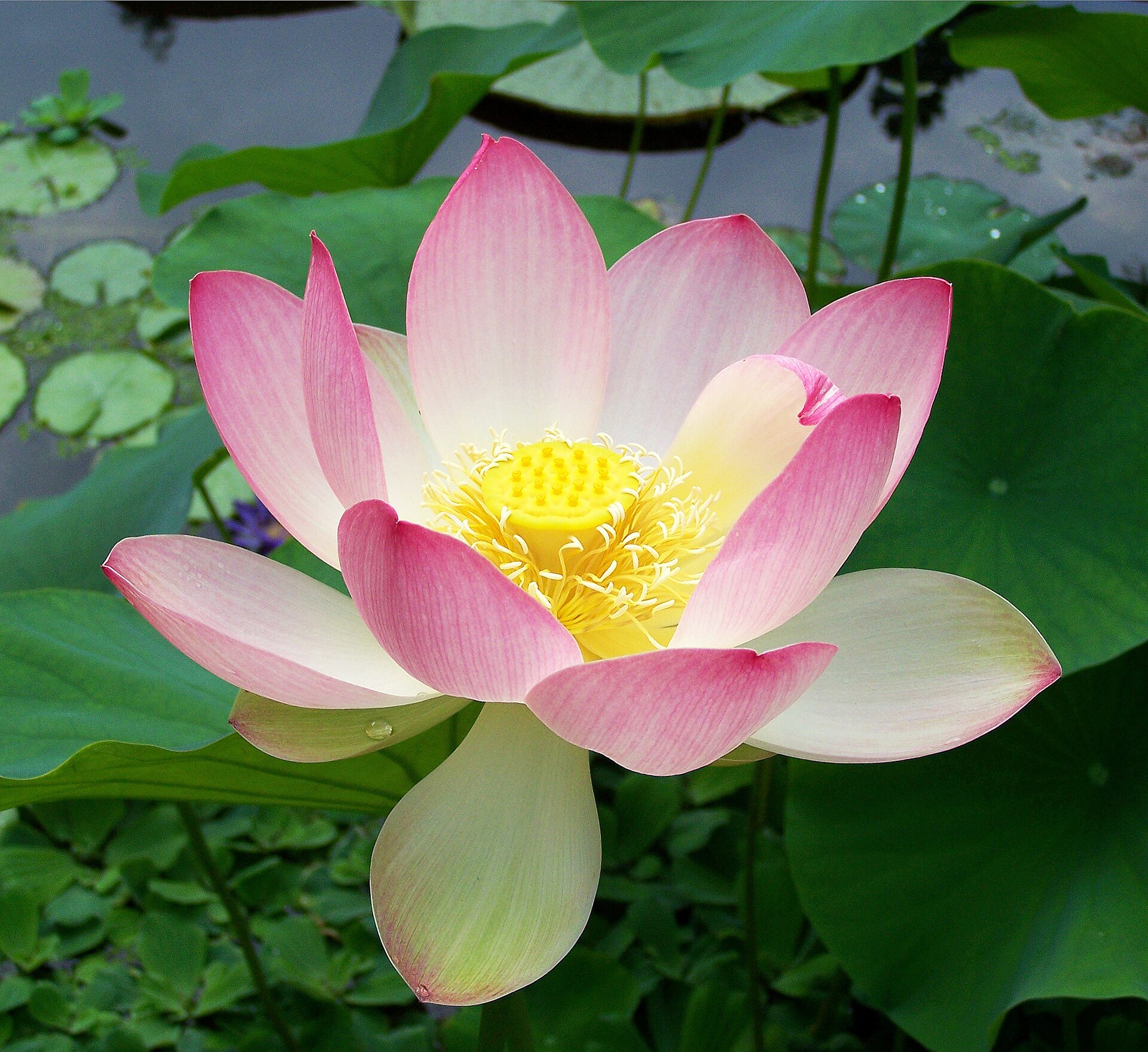 Imagem de referência de Nelumbo nucifera, descrito nos dados abertos como espécie de planta