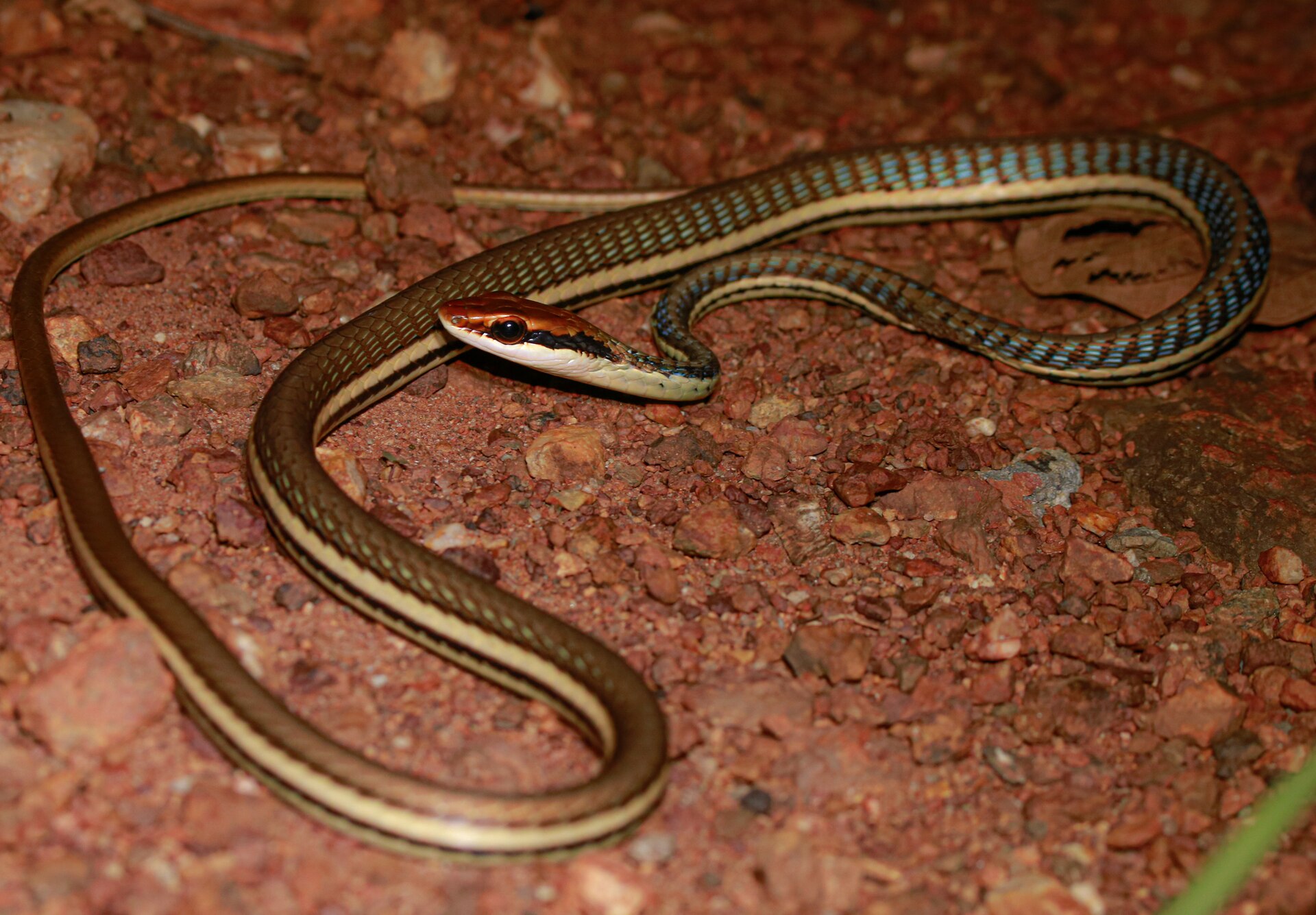 Imagem de referência relacionada a Dendrelaphis pictus, item descrito como registro de referência sobre Dendrelaphis pictus, organizado a partir de dados estruturados abertos
