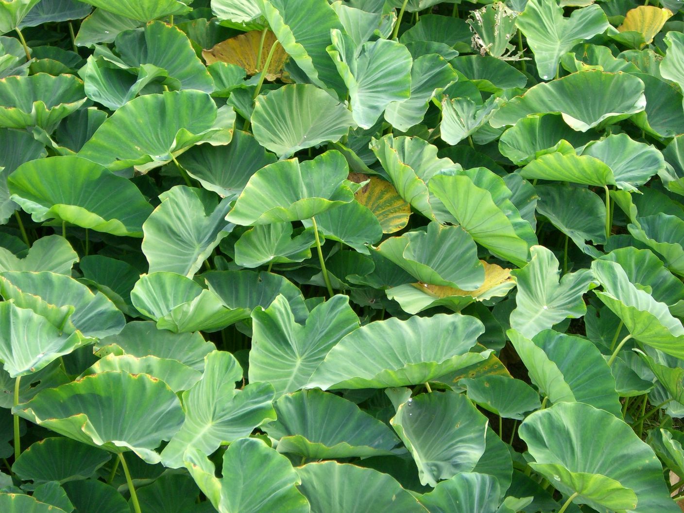Imagem de referência de Colocasia, descrito nos dados abertos como género de plantas