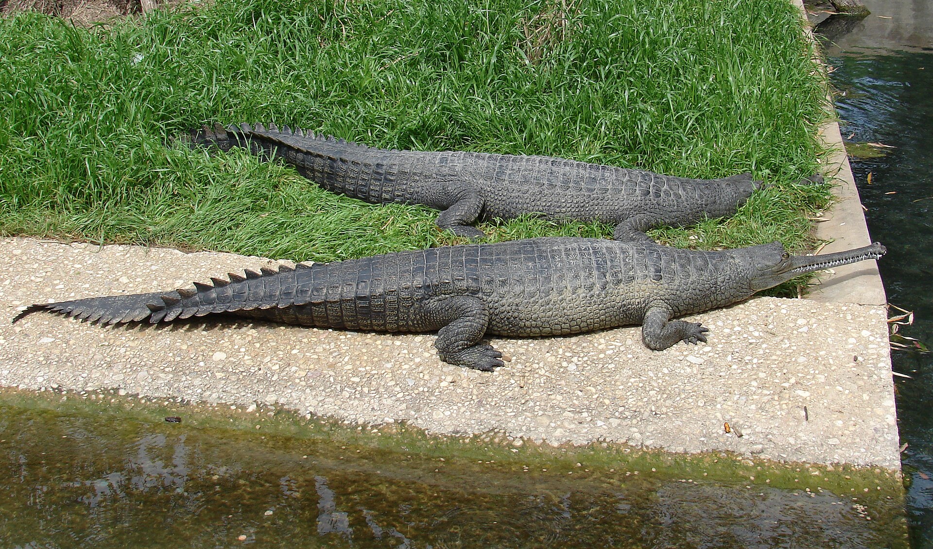 Imagem de referência relacionada a Gavial, item descrito como registro de referência sobre Gavial, organizado a partir de dados estruturados abertos