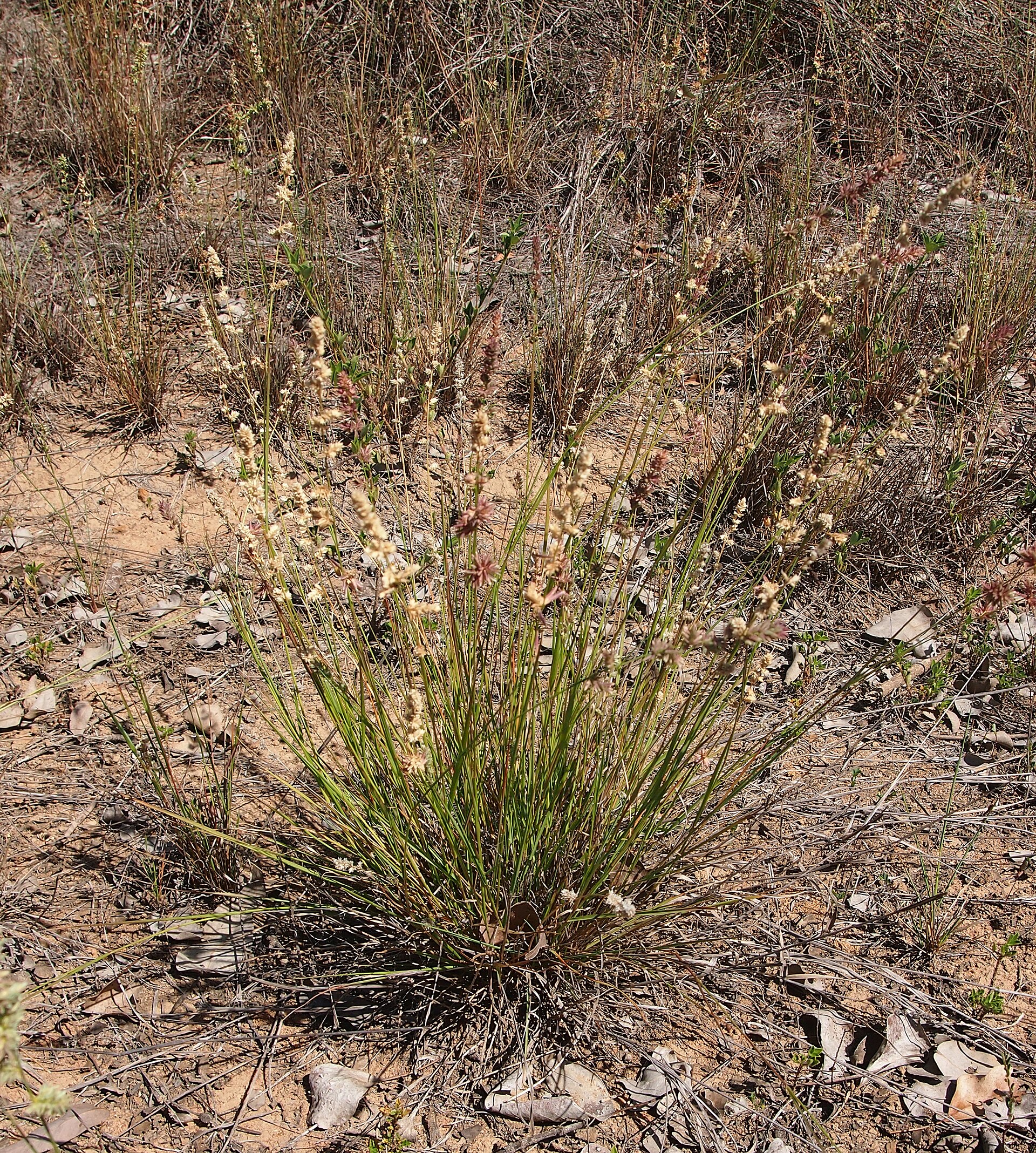 Imagem de referência de Eragrostis, descrito nos dados abertos como género de plantas
