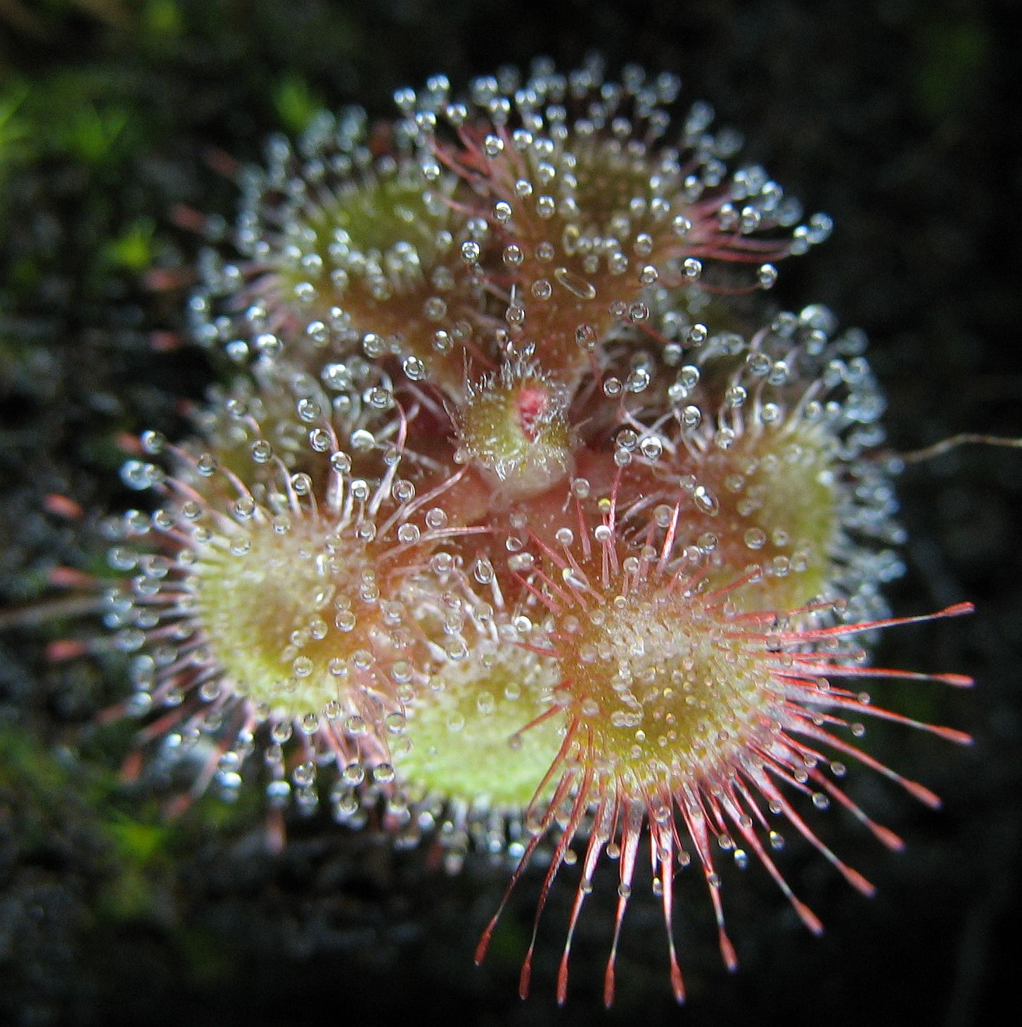 Imagem de referência relacionada a Drosera burmanni, item descrito como espécie de Planta Carnívora