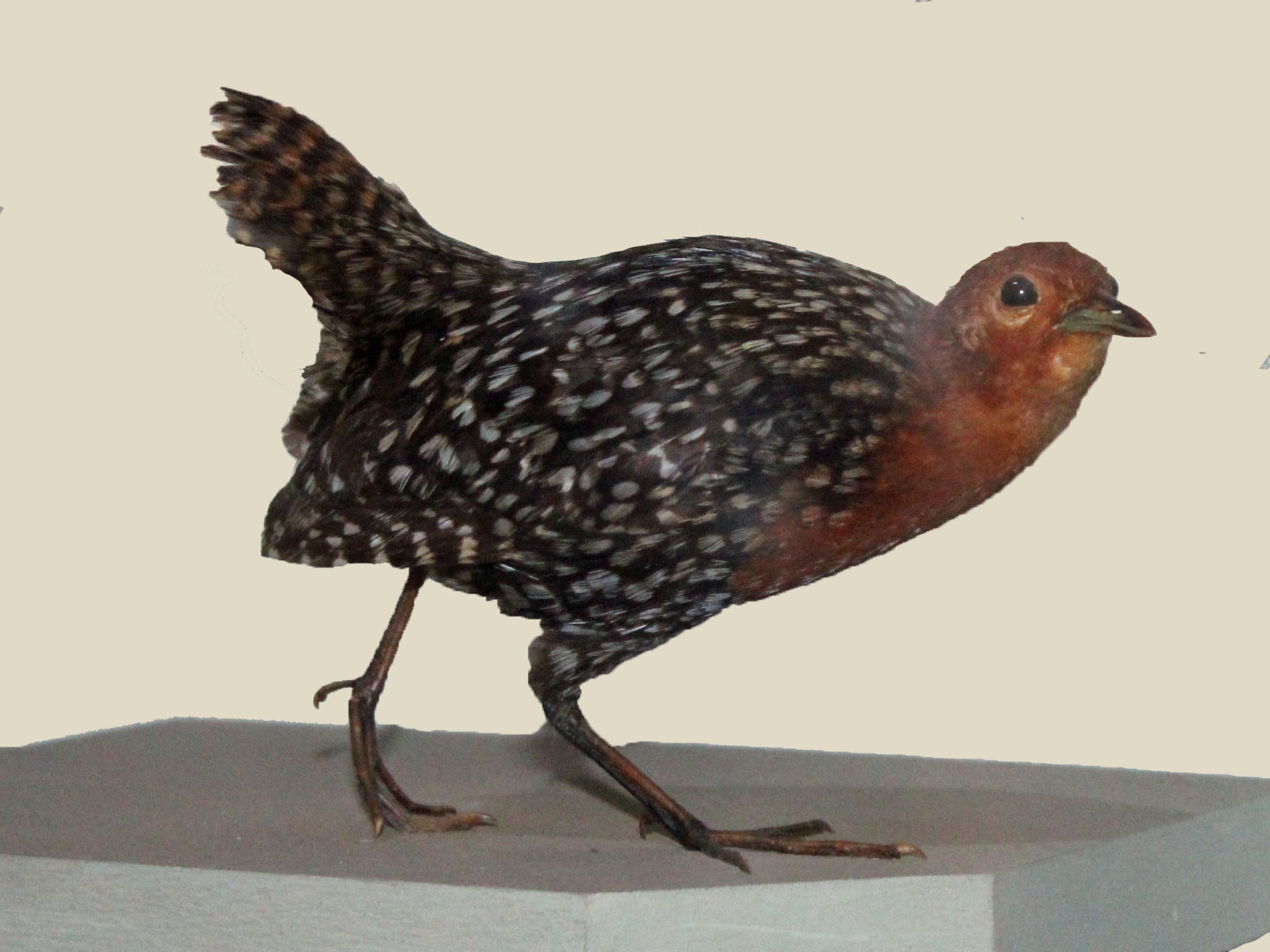 Imagem de referência de Frango-d’água-elegante, descrito nos dados abertos como espécie de ave