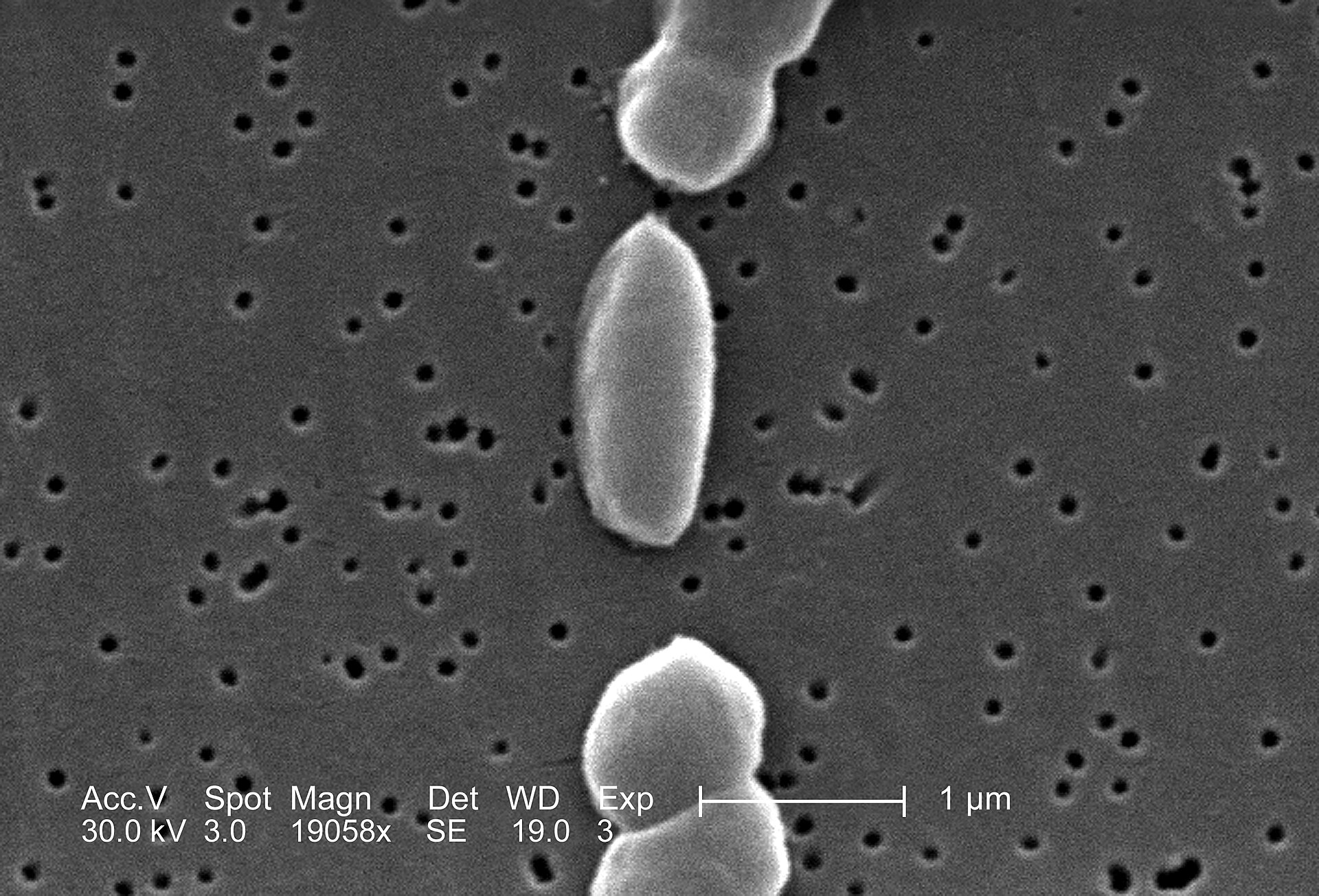 Imagem de referência relacionada a Vibrio parahaemolyticus, item descrito como espécie de bactéria