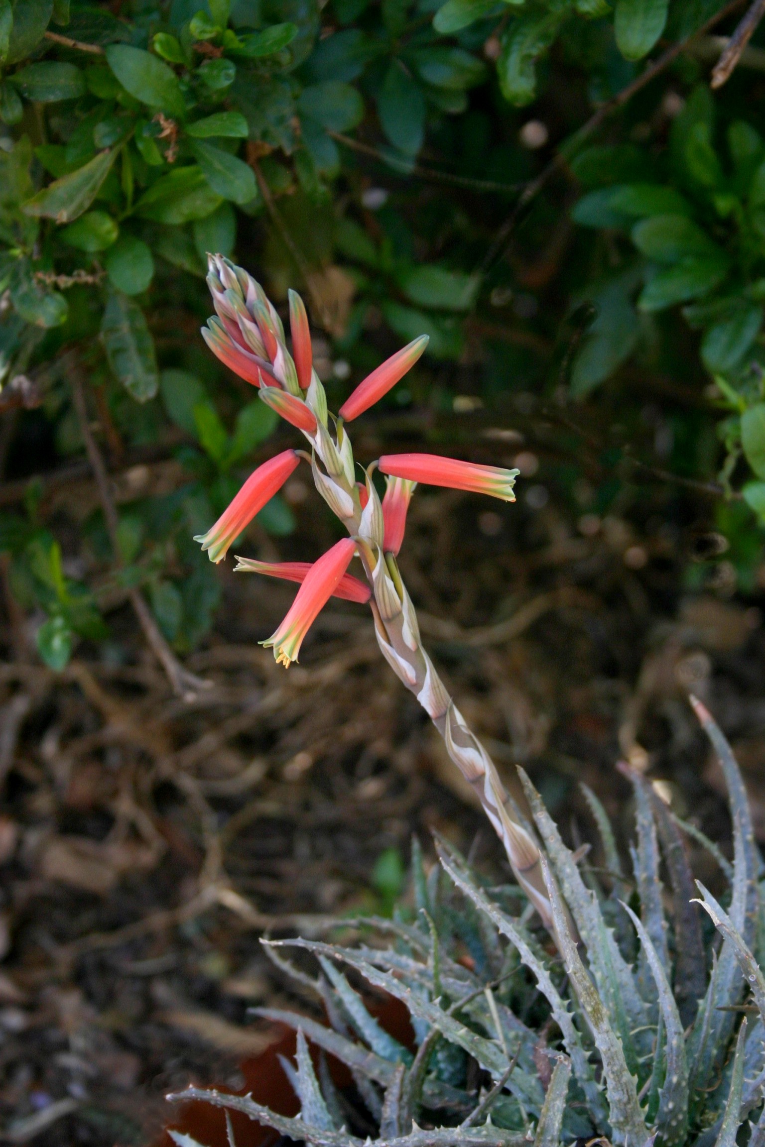 Imagem de referência relacionada a Aloe humilis, item descrito como espécie de planta