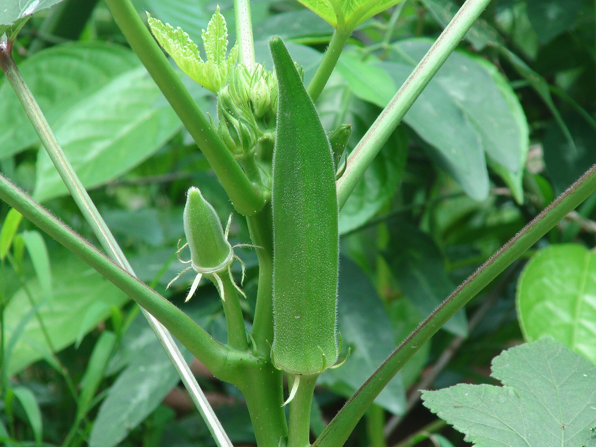 Imagem de referência de Quiabo, descrito nos dados abertos como planta da família Malvaceae