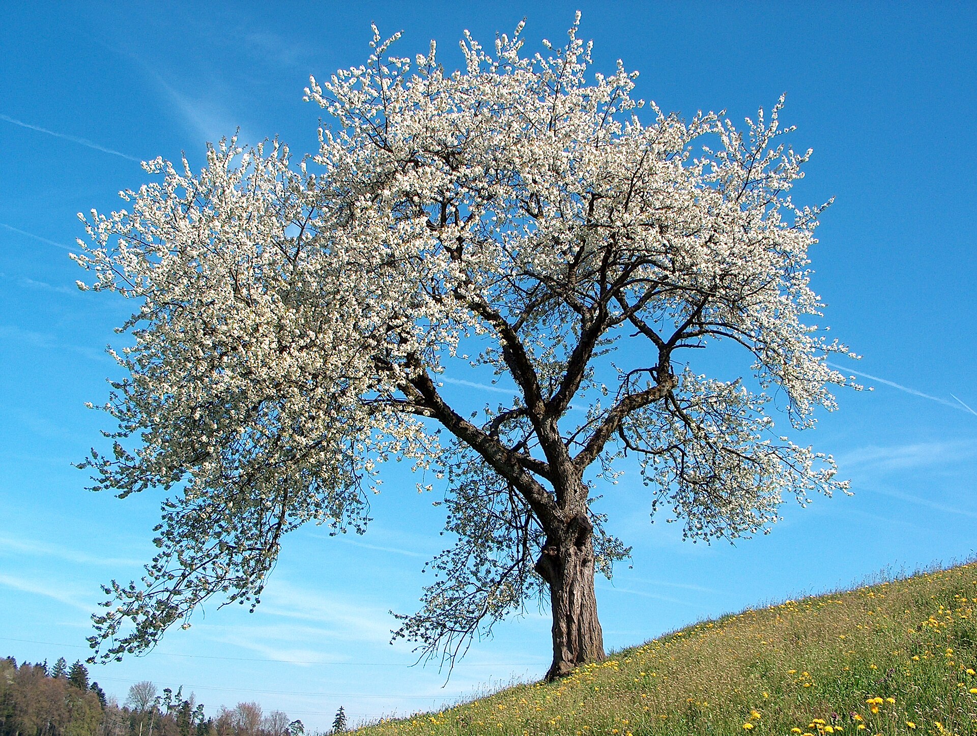 Imagem de referência de Prunus, descrito nos dados abertos como género de plantas