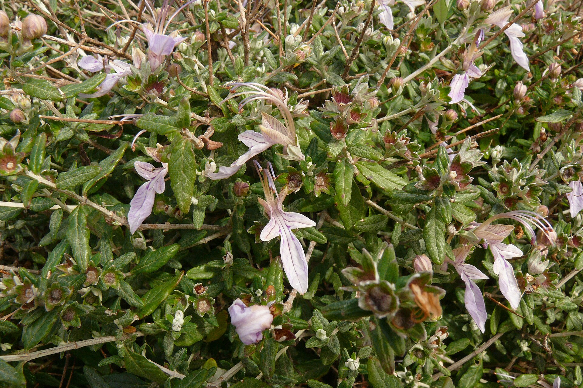 Imagem de referência de Teucrium, descrito nos dados abertos como género de plantas